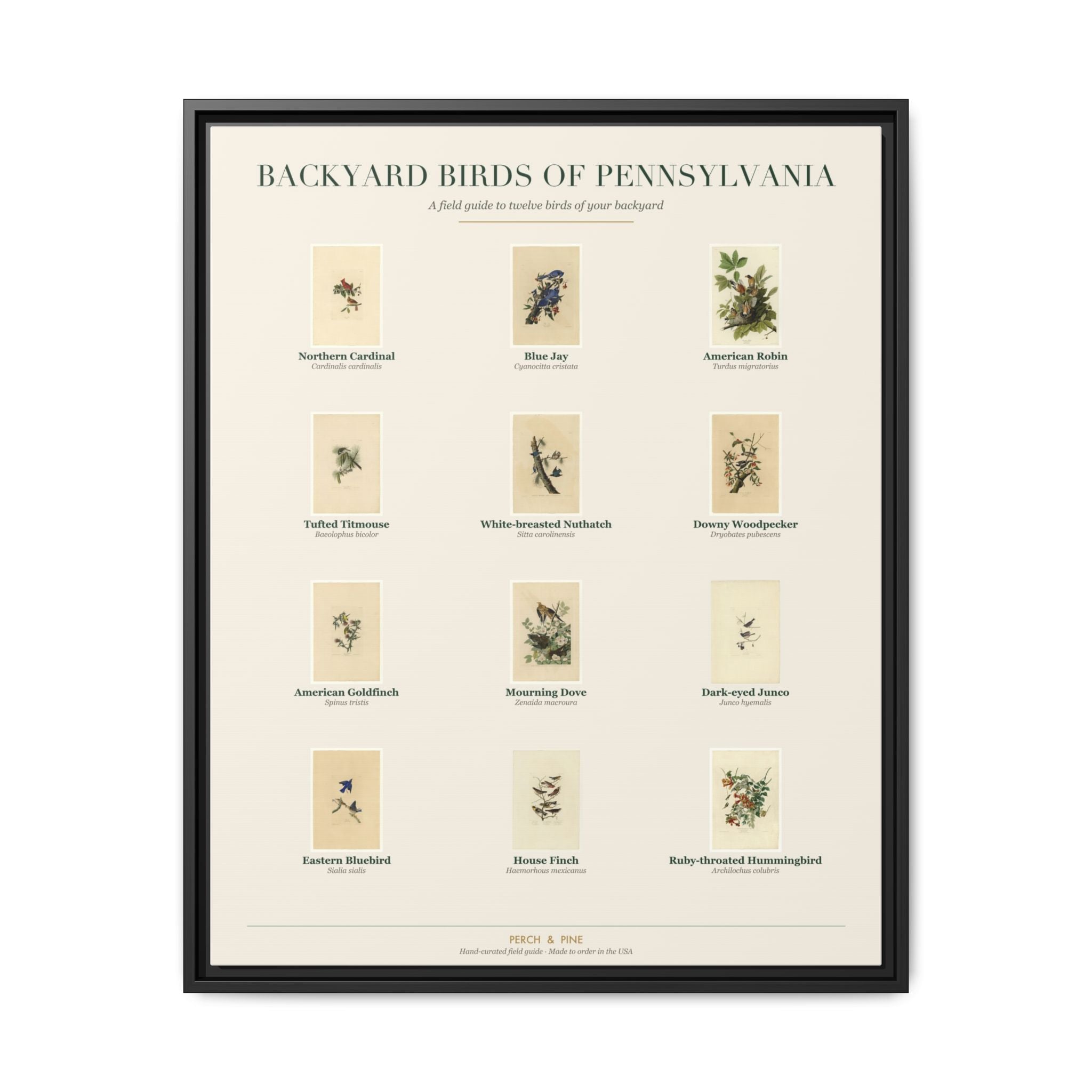 Pennsylvania backyard birds framed canvas shown on a wall | Perch & Pine