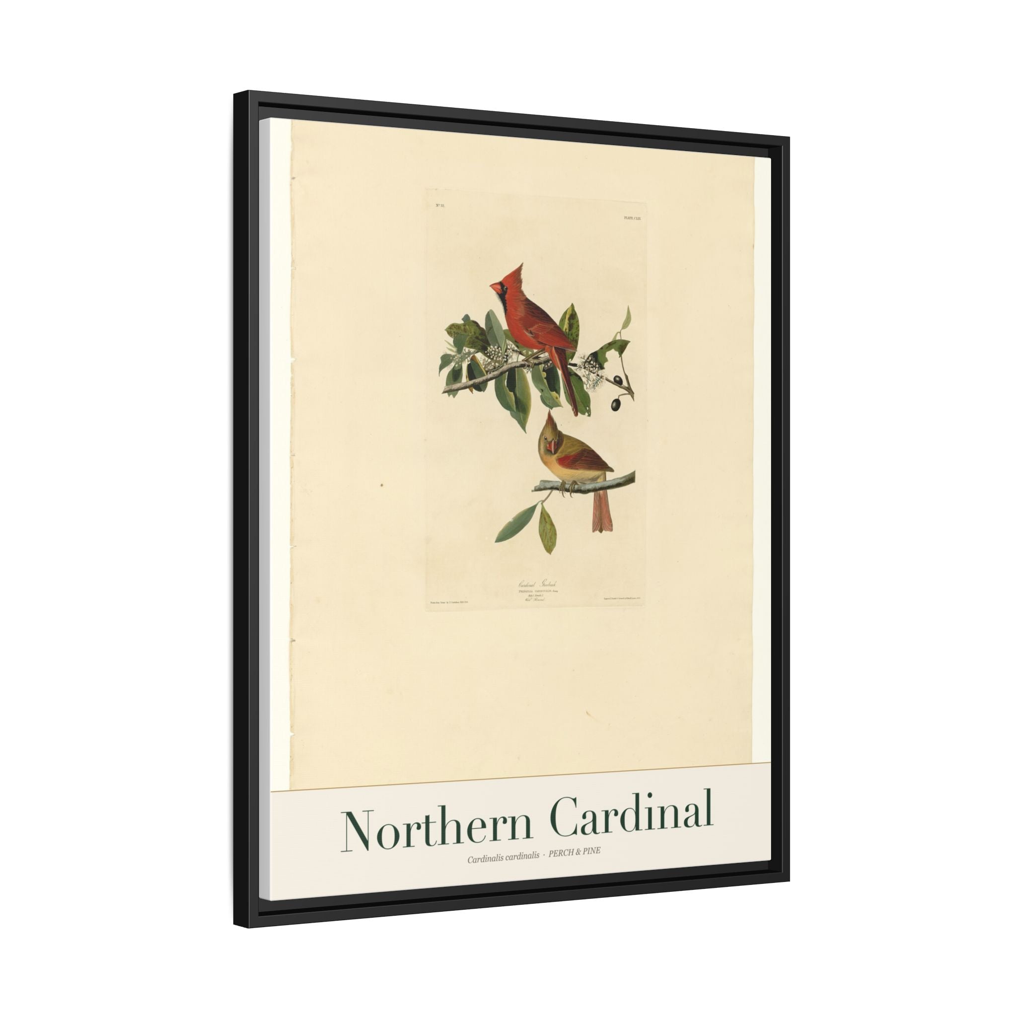 Northern Cardinal — Framed Canvas Bird Print