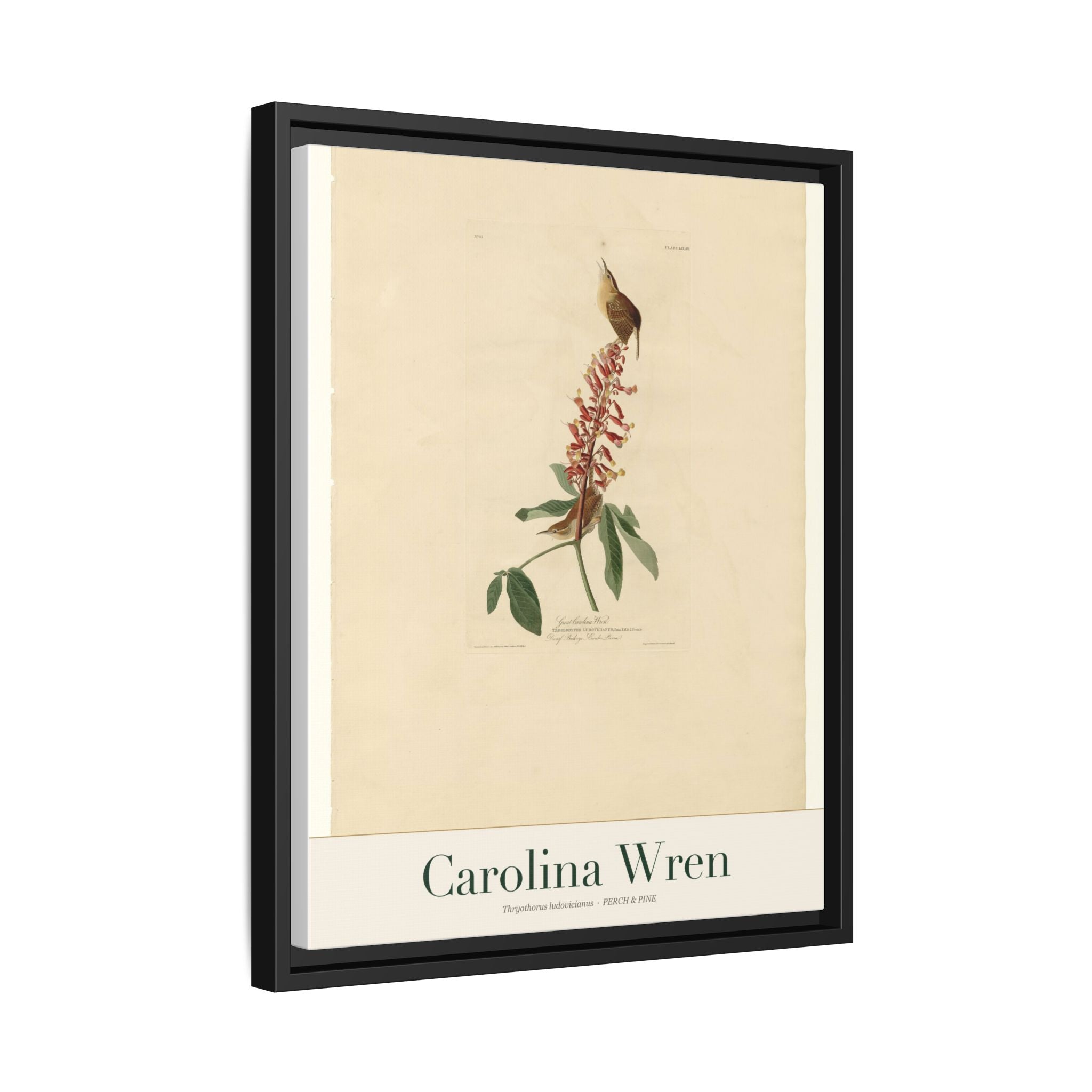 Carolina Wren framed print detail | Perch & Pine