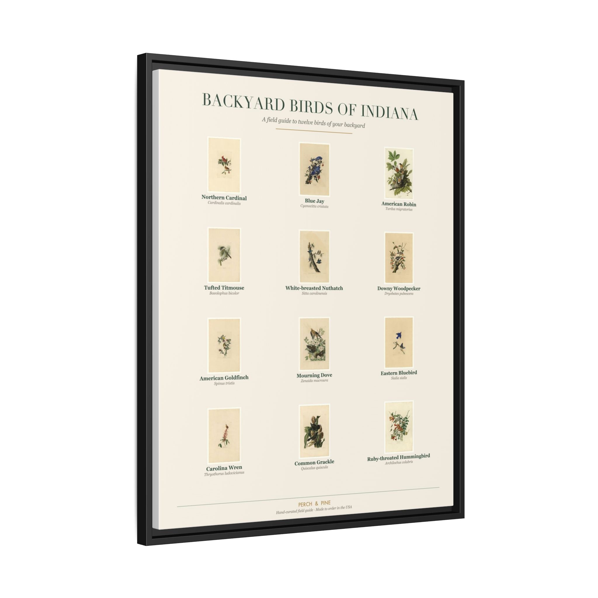 Backyard Birds of Indiana — Framed Canvas Bird Identification Print