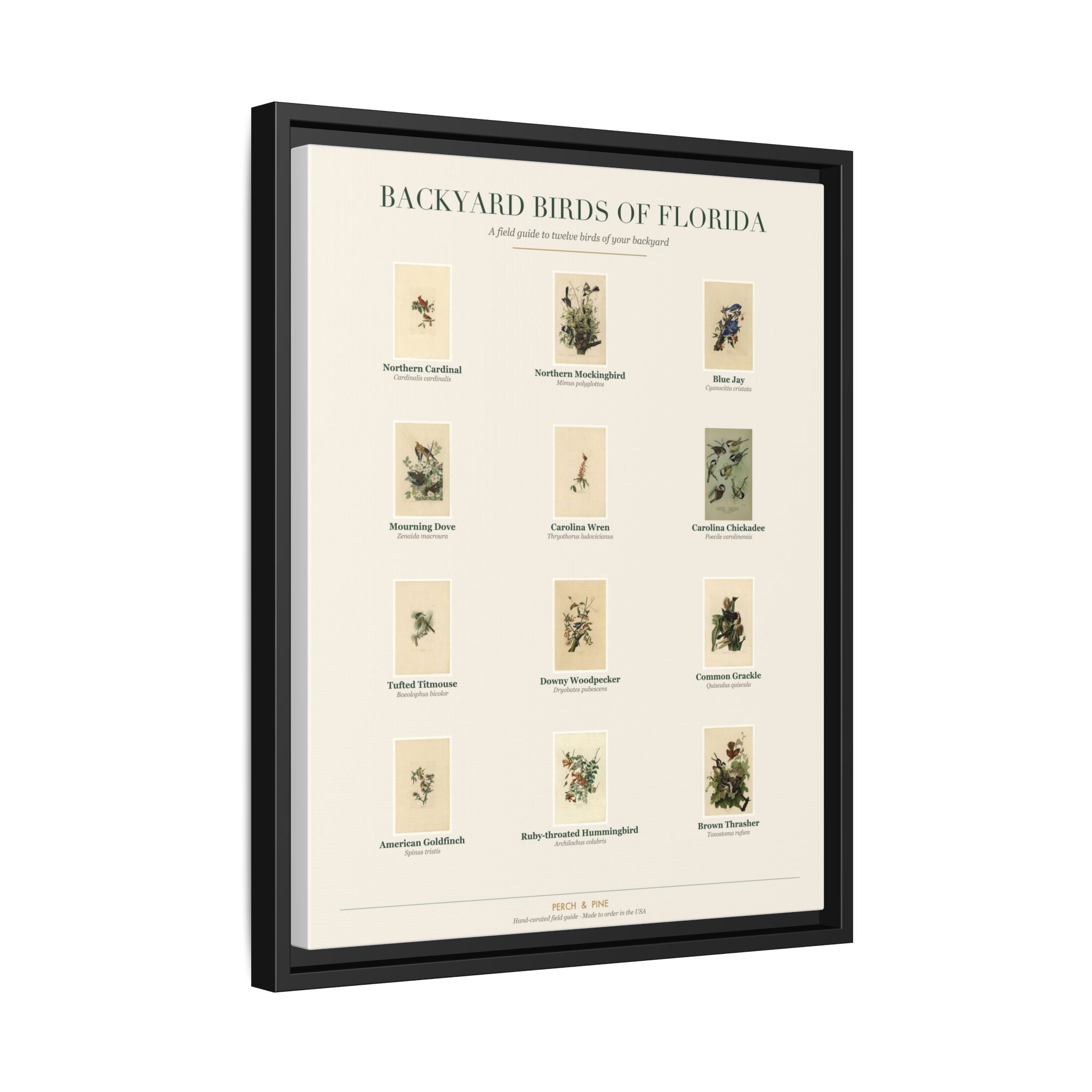 Florida backyard birds print, species labeled by name | Perch & Pine