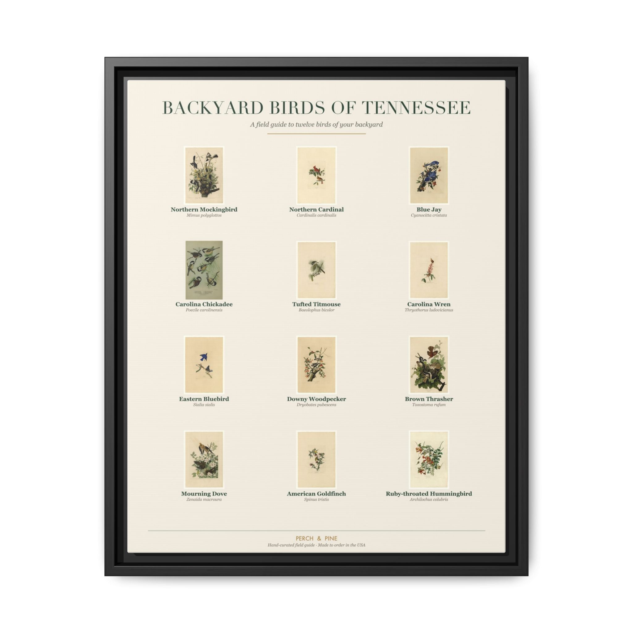 Backyard Birds of Tennessee — framed canvas wall art bird identification print | Perch & Pine