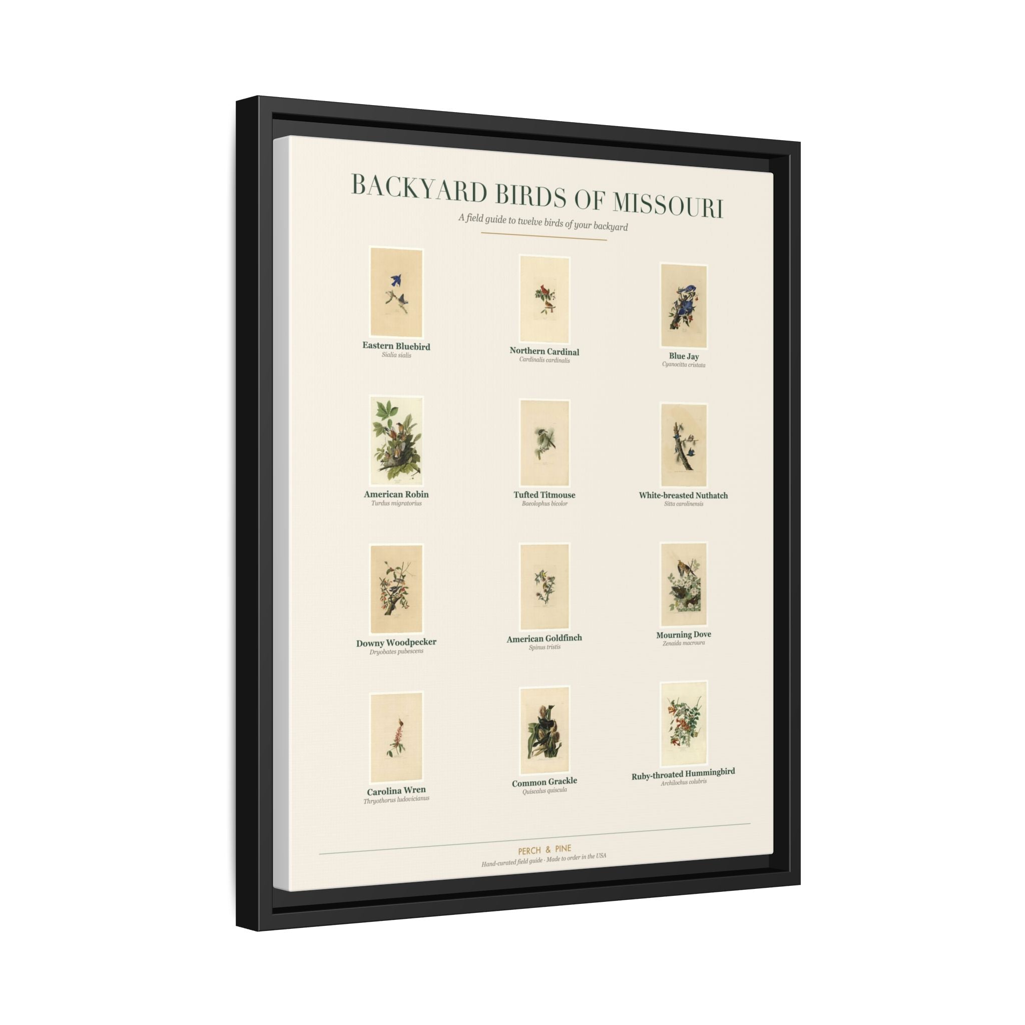 Missouri backyard birds print, species labeled by name | Perch & Pine