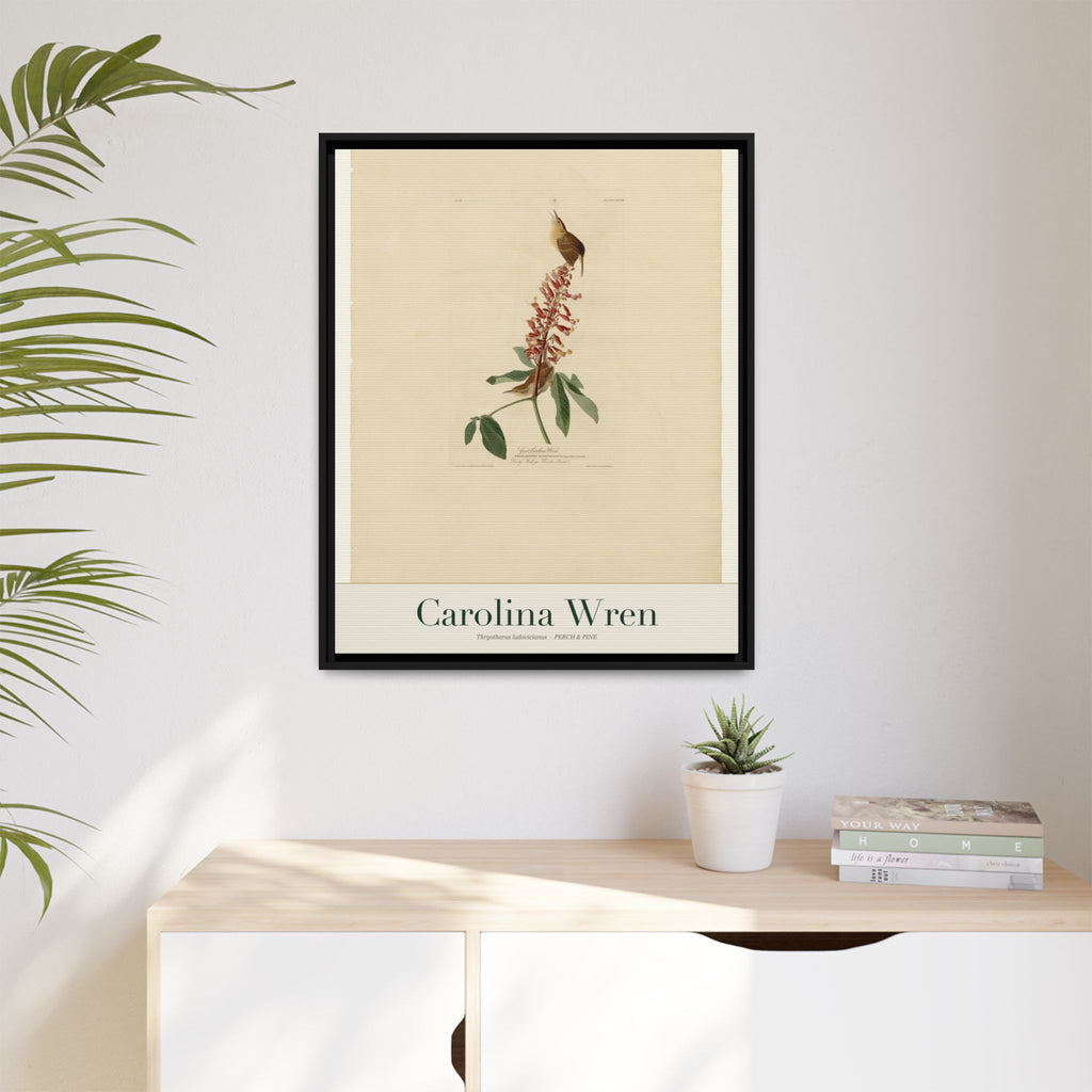 Carolina Wren — Framed Canvas Bird Print