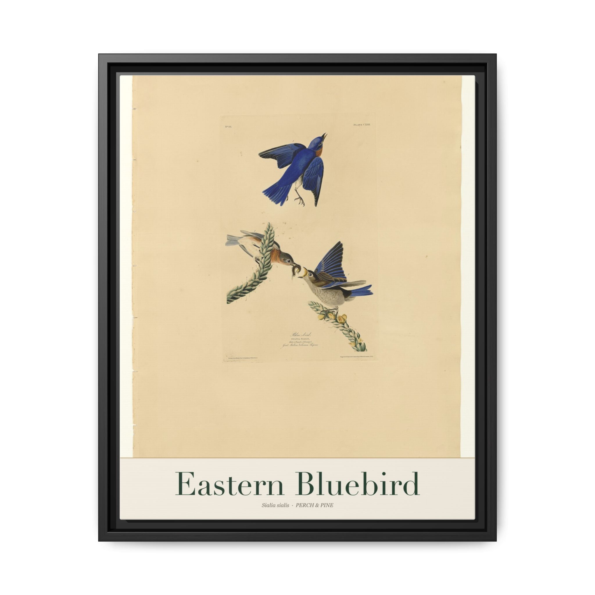 Eastern Bluebird — framed canvas bird wall art print | Perch & Pine