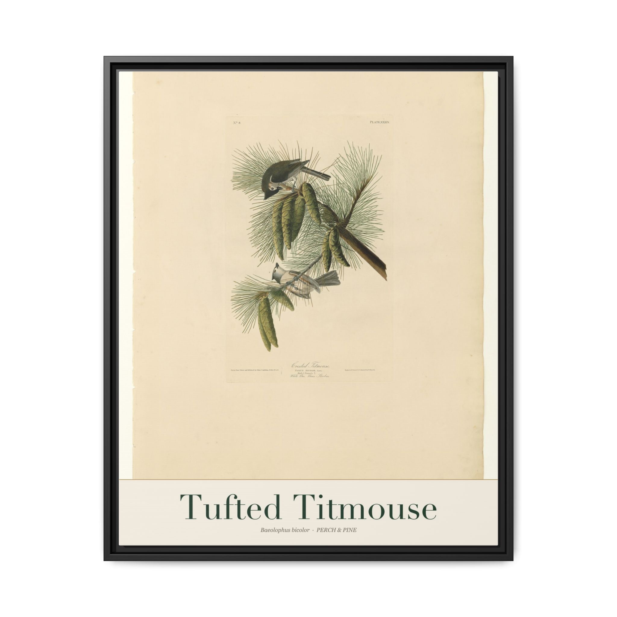 Tufted Titmouse framed canvas print shown on a wall | Perch & Pine