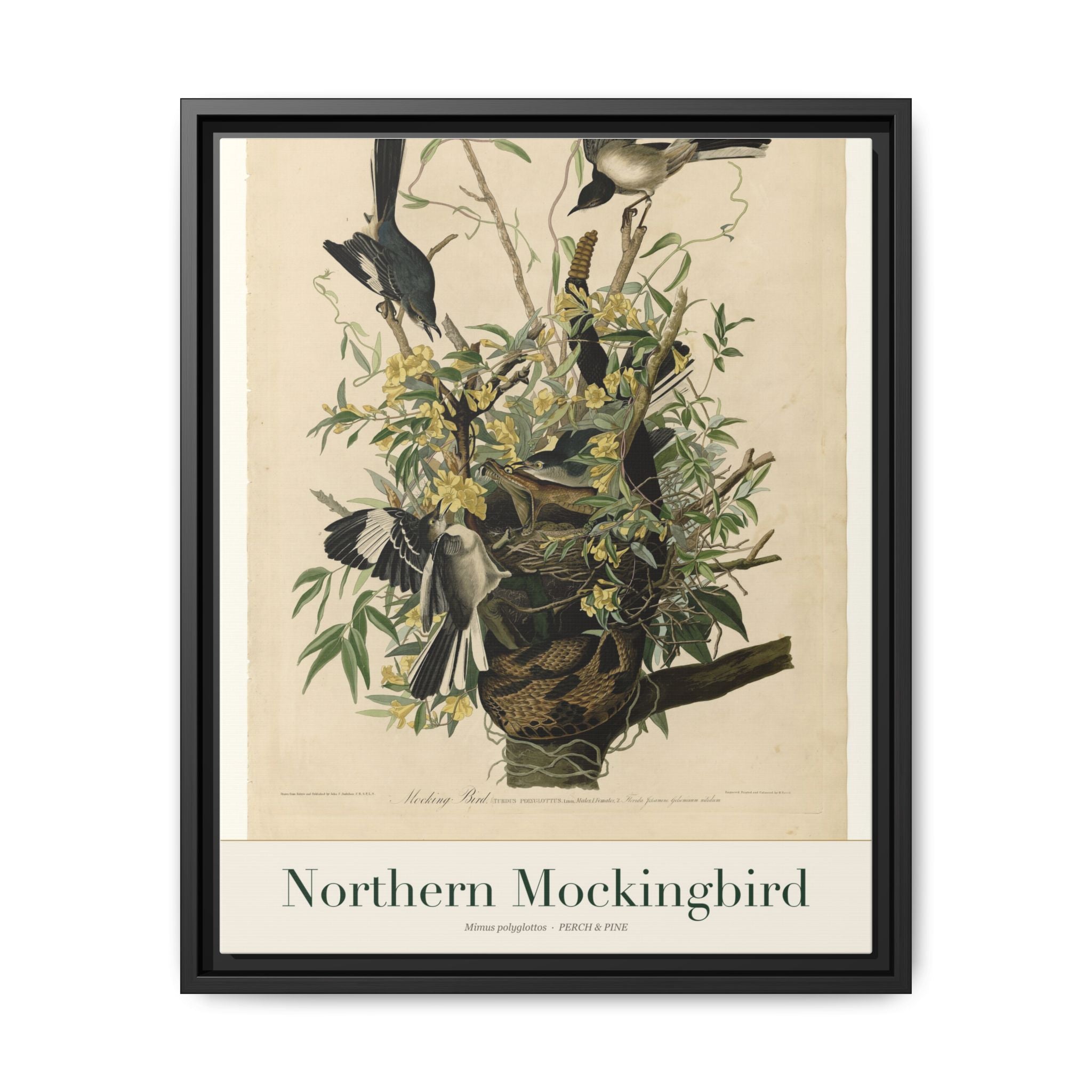 Northern Mockingbird — framed canvas bird wall art print | Perch & Pine
