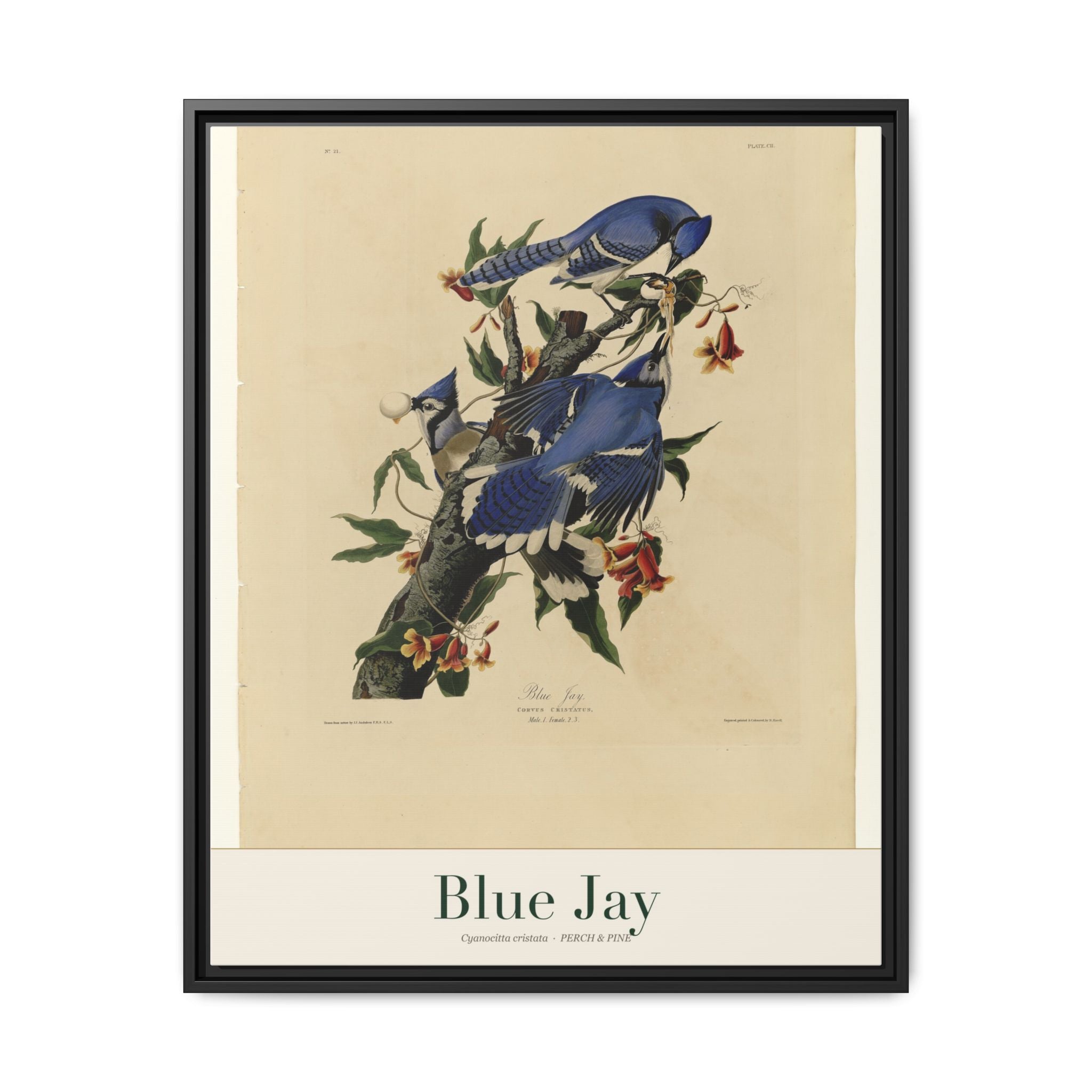 Blue Jay framed canvas print shown on a wall | Perch & Pine