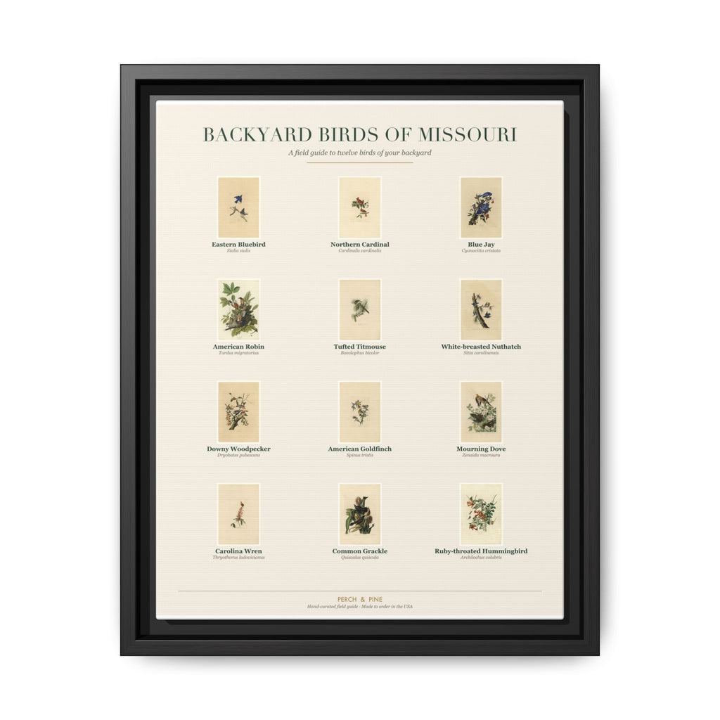 Missouri bird field guide wall art — gallery-wrapped canvas | Perch & Pine