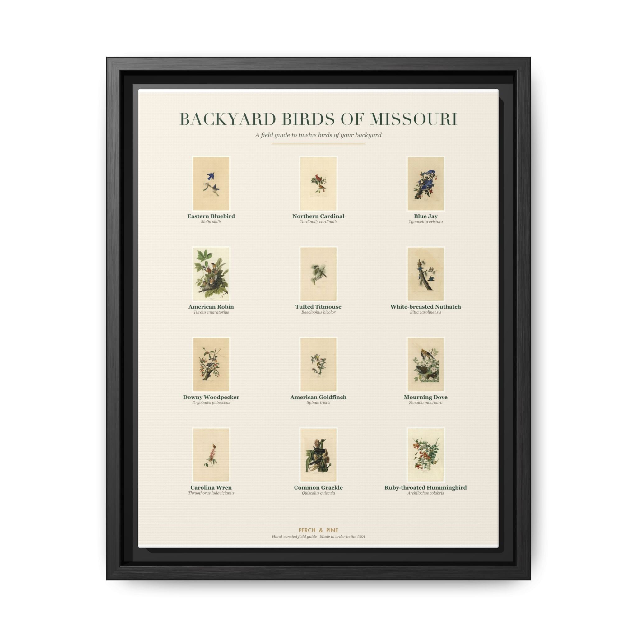 Missouri bird field guide wall art — gallery-wrapped canvas | Perch & Pine
