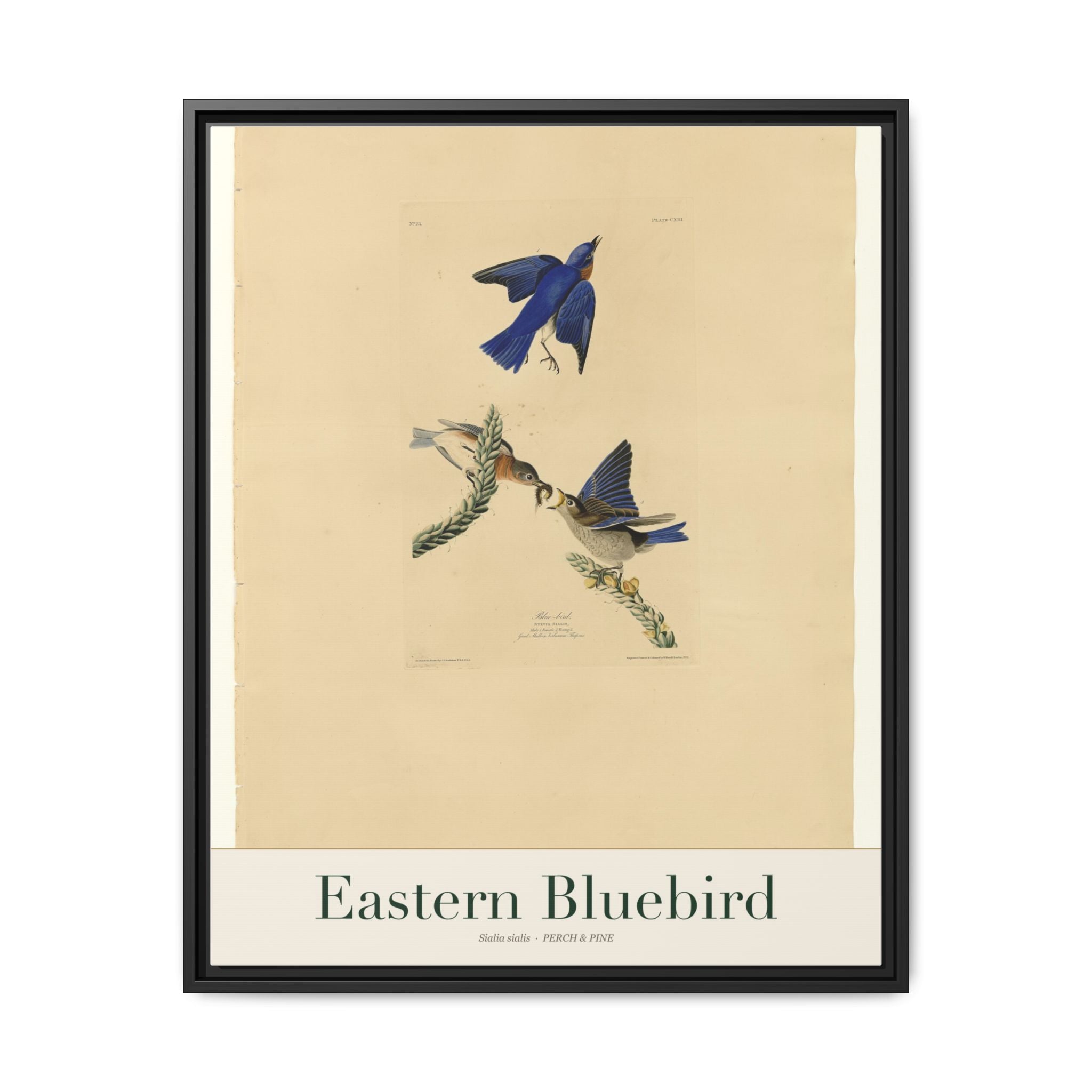 Eastern Bluebird framed canvas print shown on a wall | Perch & Pine