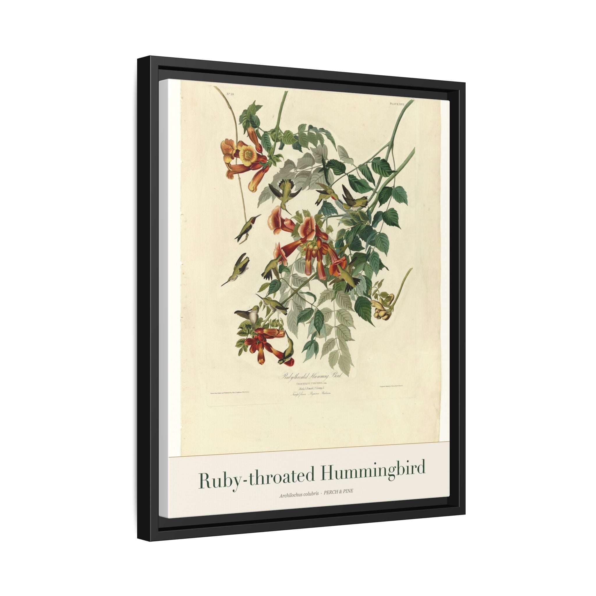 Ruby-throated Hummingbird framed print detail | Perch & Pine