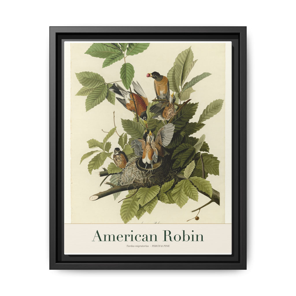 American Robin bird wall art — gallery-wrapped canvas | Perch & Pine