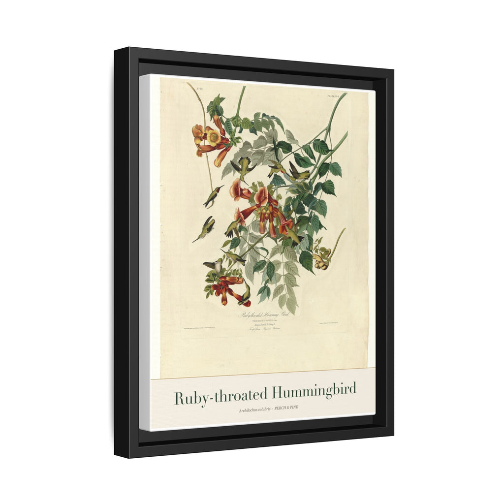 Ruby-throated Hummingbird — Framed Canvas Bird Print