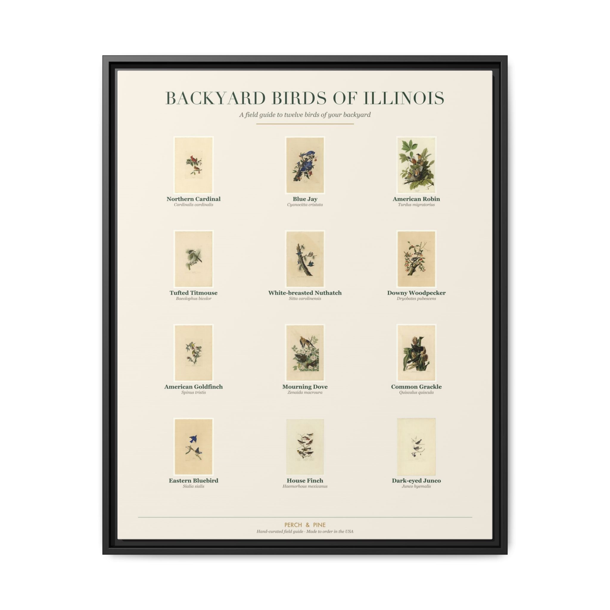Illinois backyard birds framed canvas shown on a wall | Perch & Pine