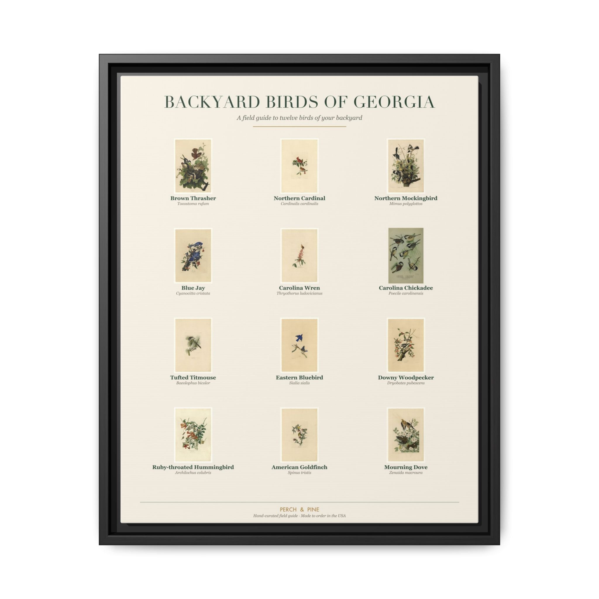 Backyard Birds of Georgia — framed canvas wall art bird identification print | Perch & Pine