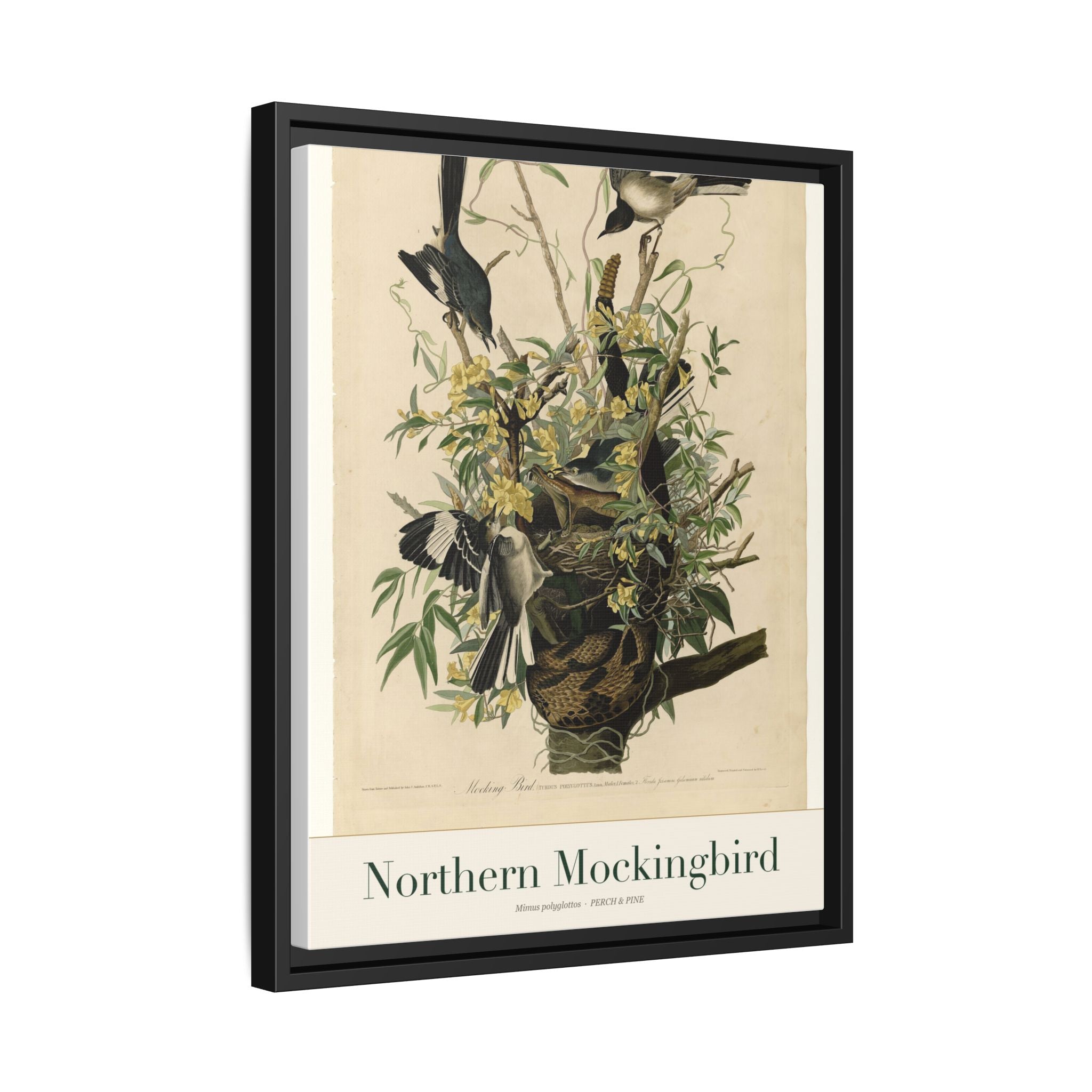 Northern Mockingbird framed print detail | Perch & Pine