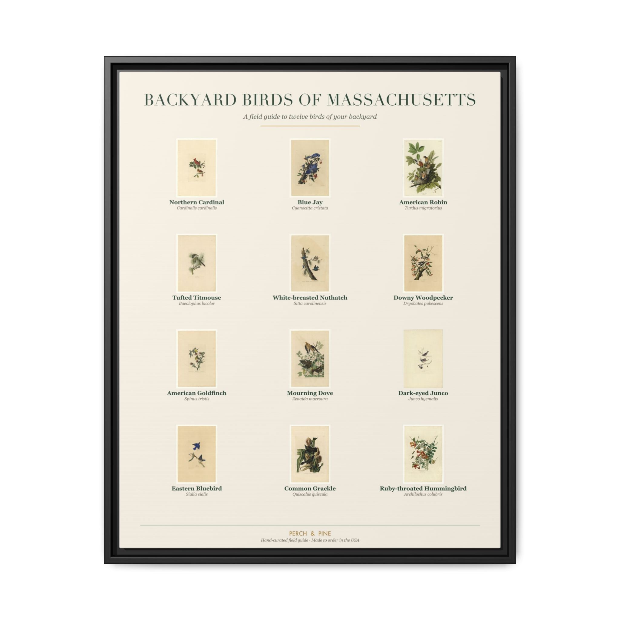 Massachusetts backyard birds framed canvas shown on a wall | Perch & Pine