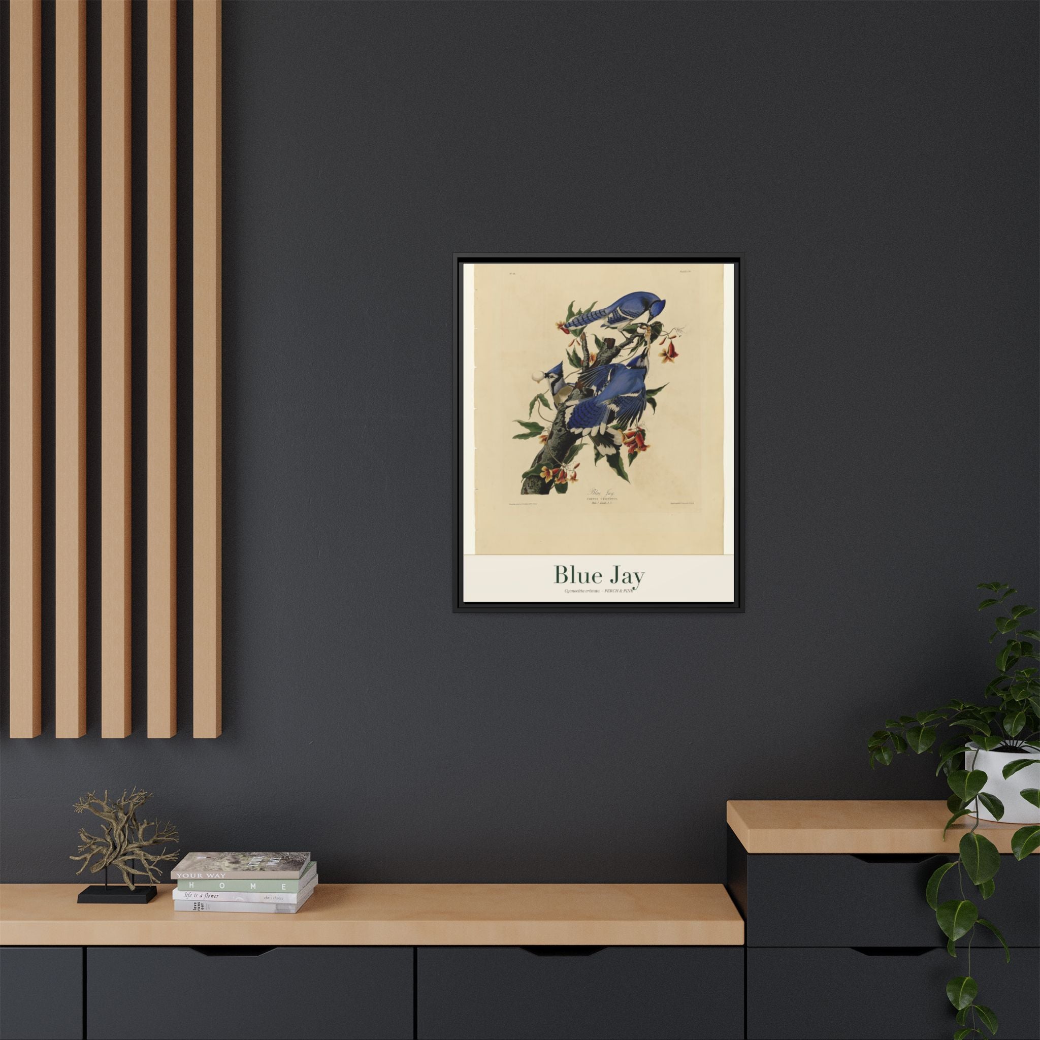 Blue Jay — Framed Canvas Bird Print