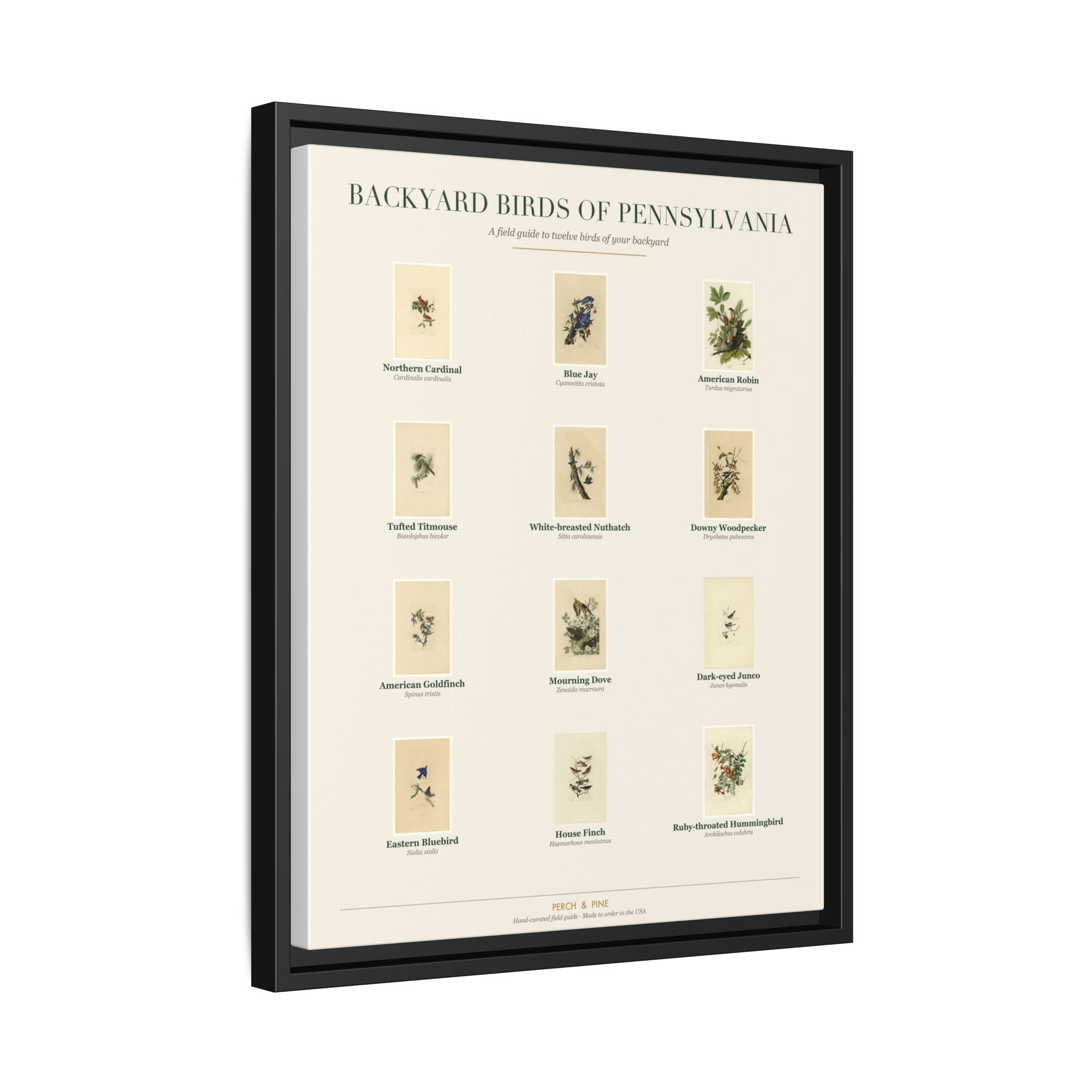 Pennsylvania backyard birds print, species labeled by name | Perch & Pine