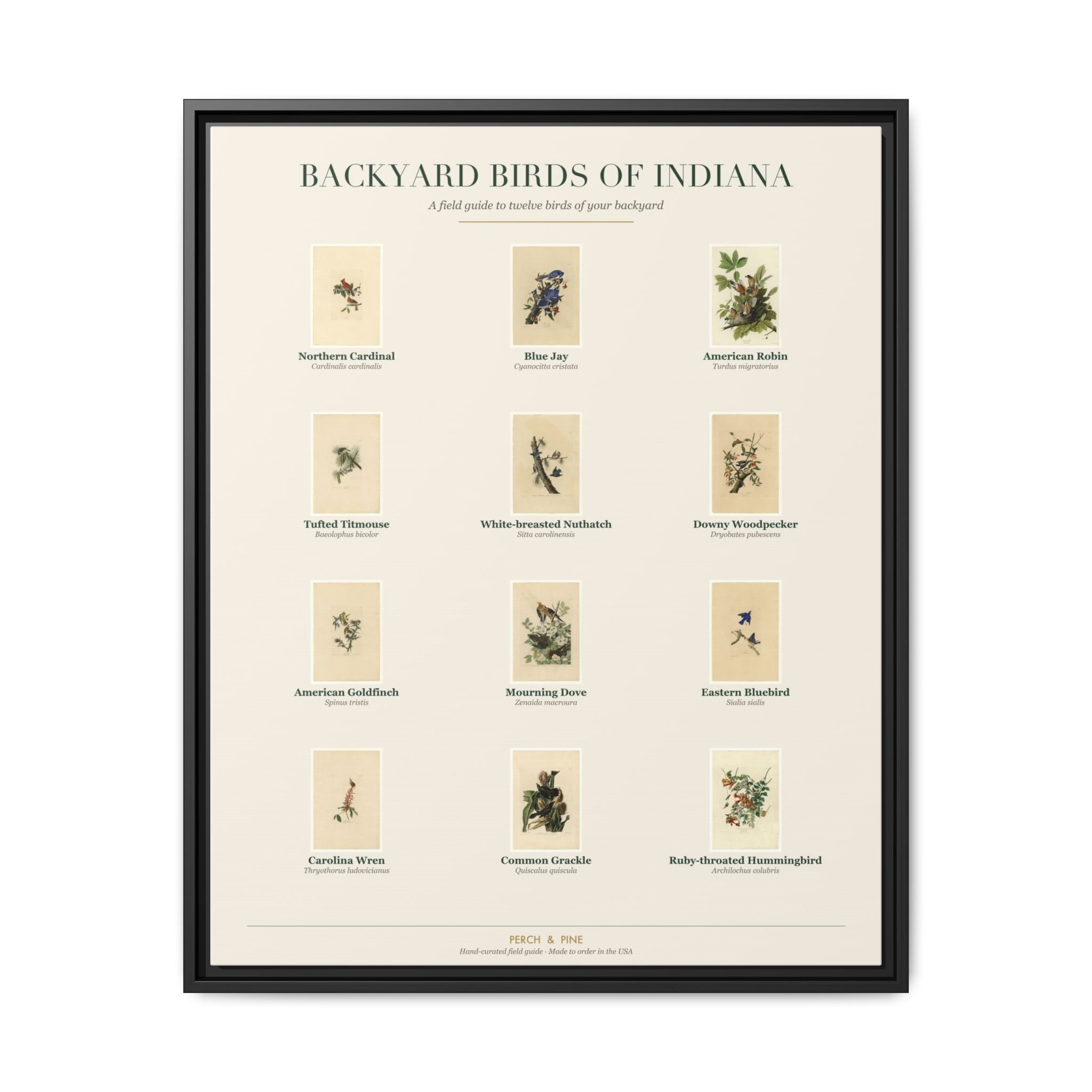 Indiana backyard birds framed canvas shown on a wall | Perch & Pine