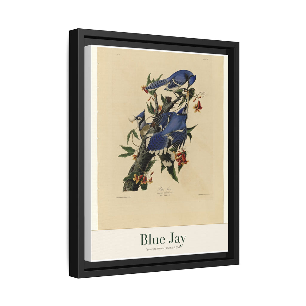 Blue Jay — Framed Canvas Bird Print