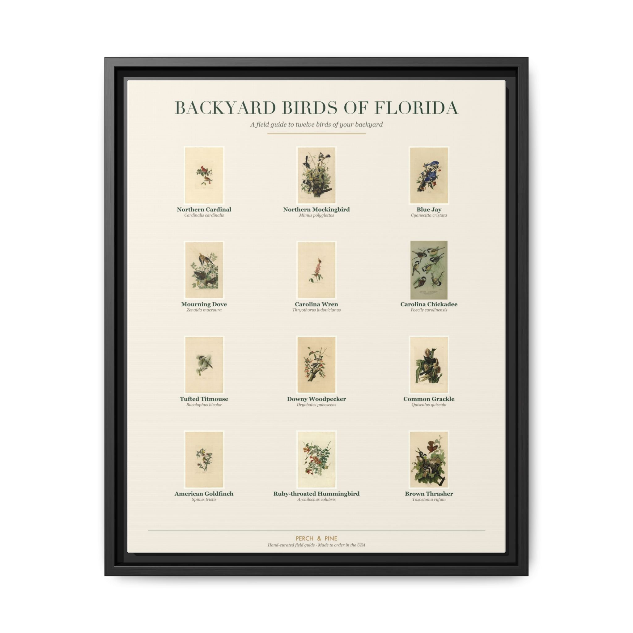 Backyard Birds of Florida — framed canvas wall art bird identification print | Perch & Pine