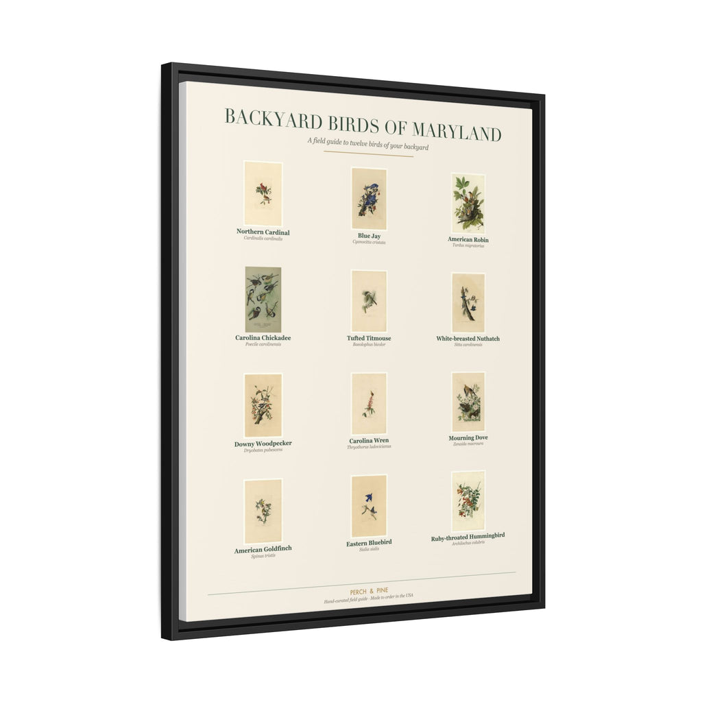 Backyard Birds of Maryland — Framed Canvas Bird Identification Print