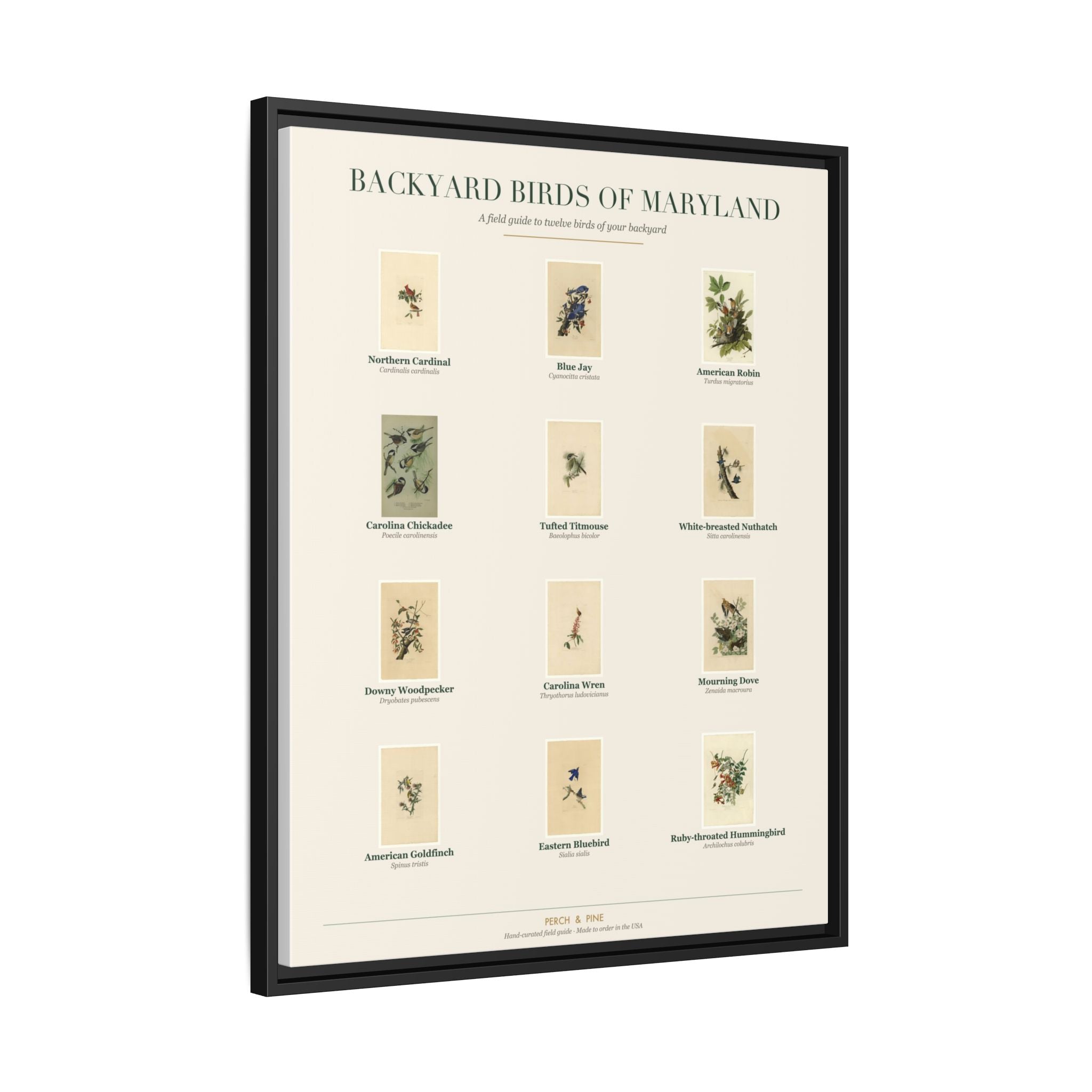 Backyard Birds of Maryland — Framed Canvas Bird Identification Print