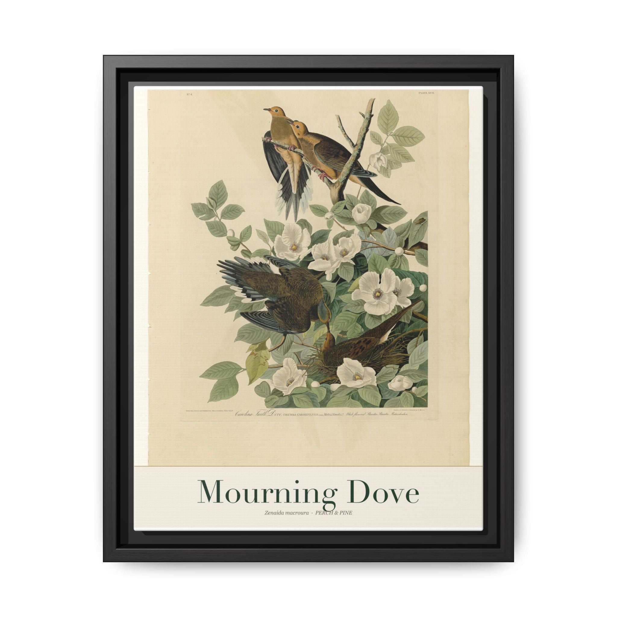 Mourning Dove bird wall art — gallery-wrapped canvas | Perch & Pine