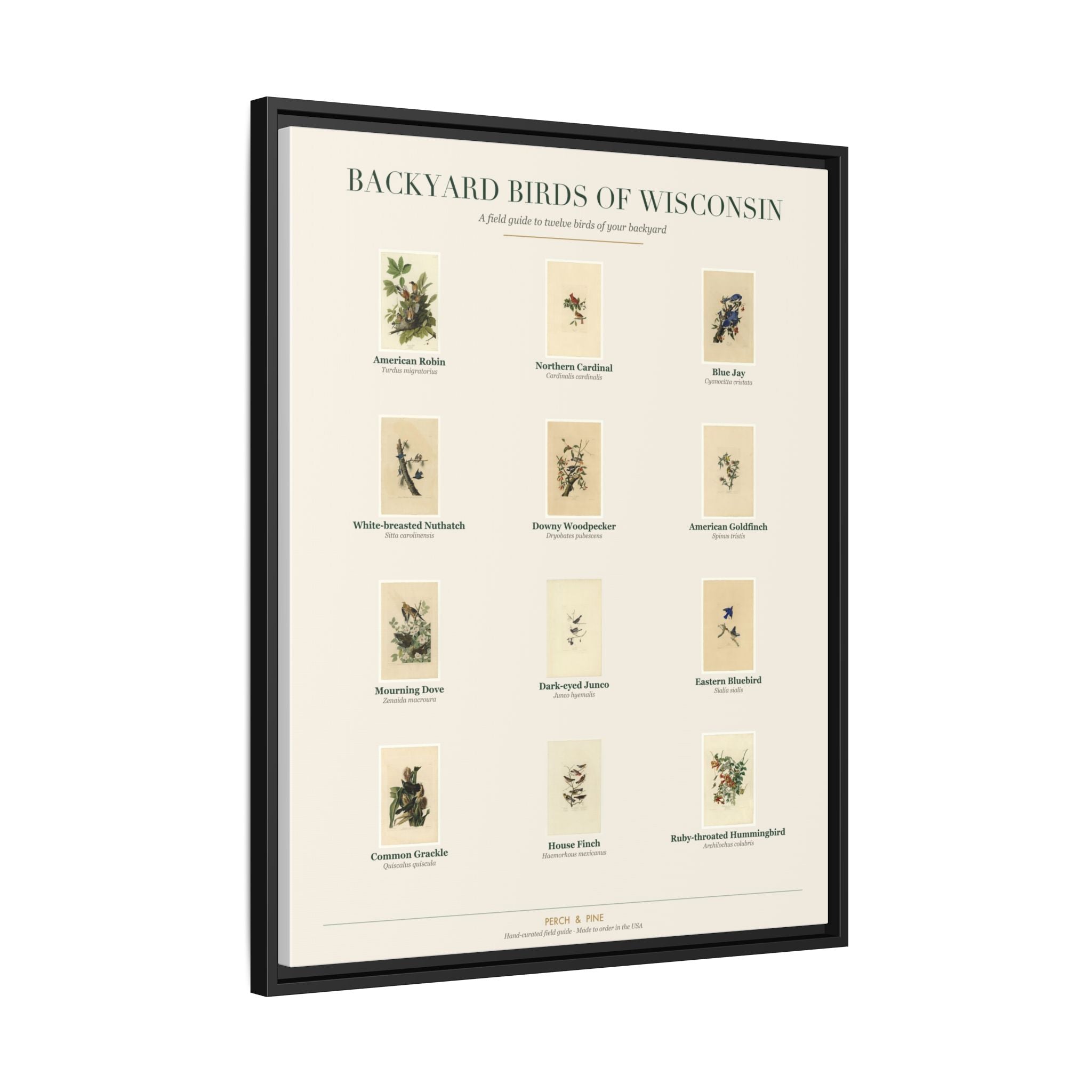 Backyard Birds of Wisconsin — Framed Canvas Bird Identification Print
