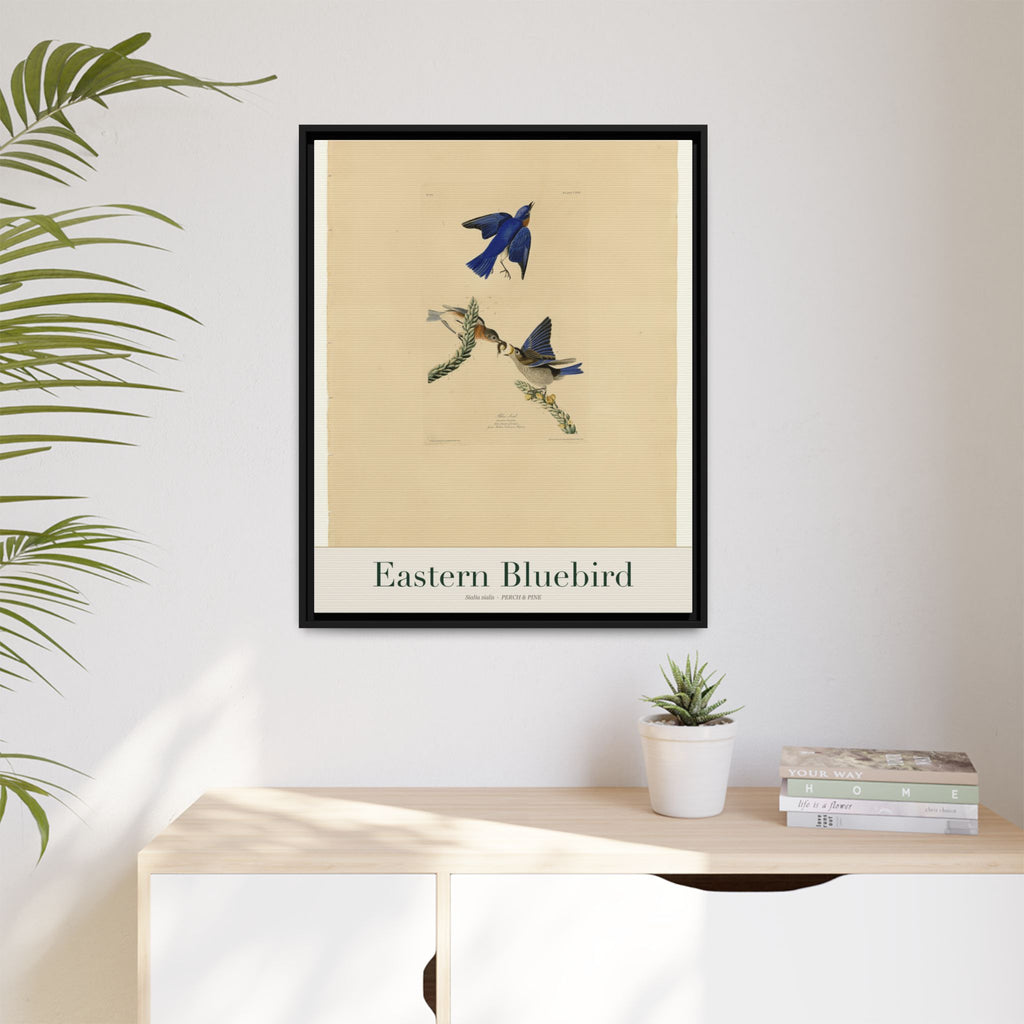 Eastern Bluebird — Framed Canvas Bird Print