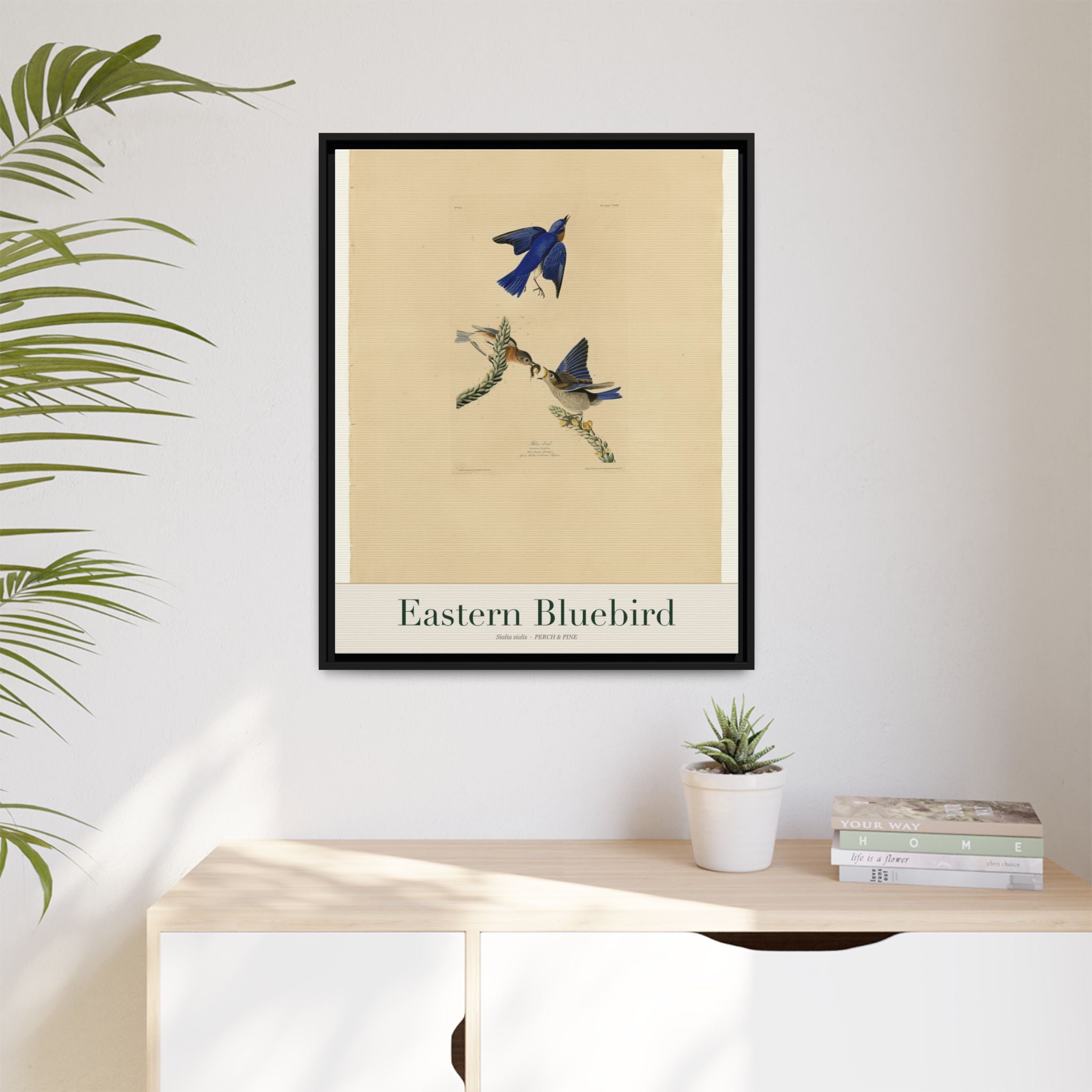Eastern Bluebird — Framed Canvas Bird Print