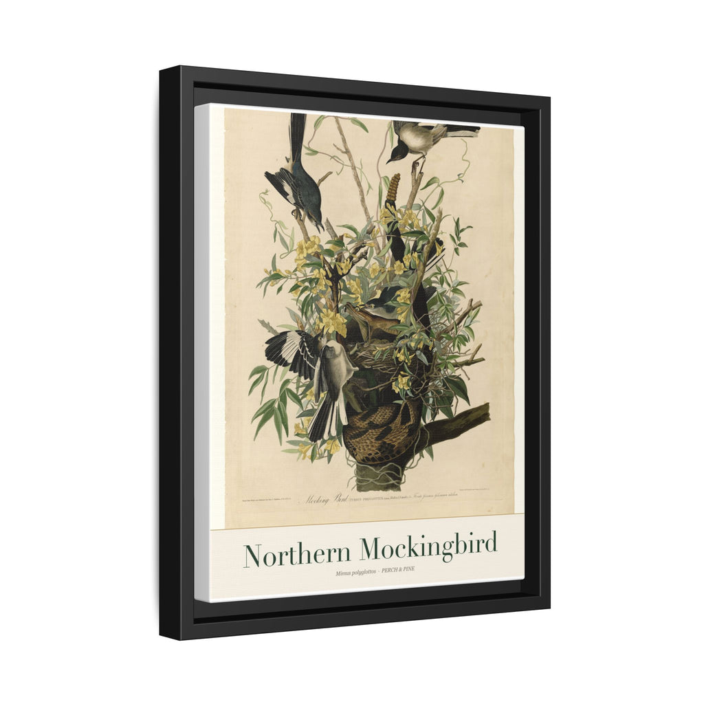 Northern Mockingbird — Framed Canvas Bird Print