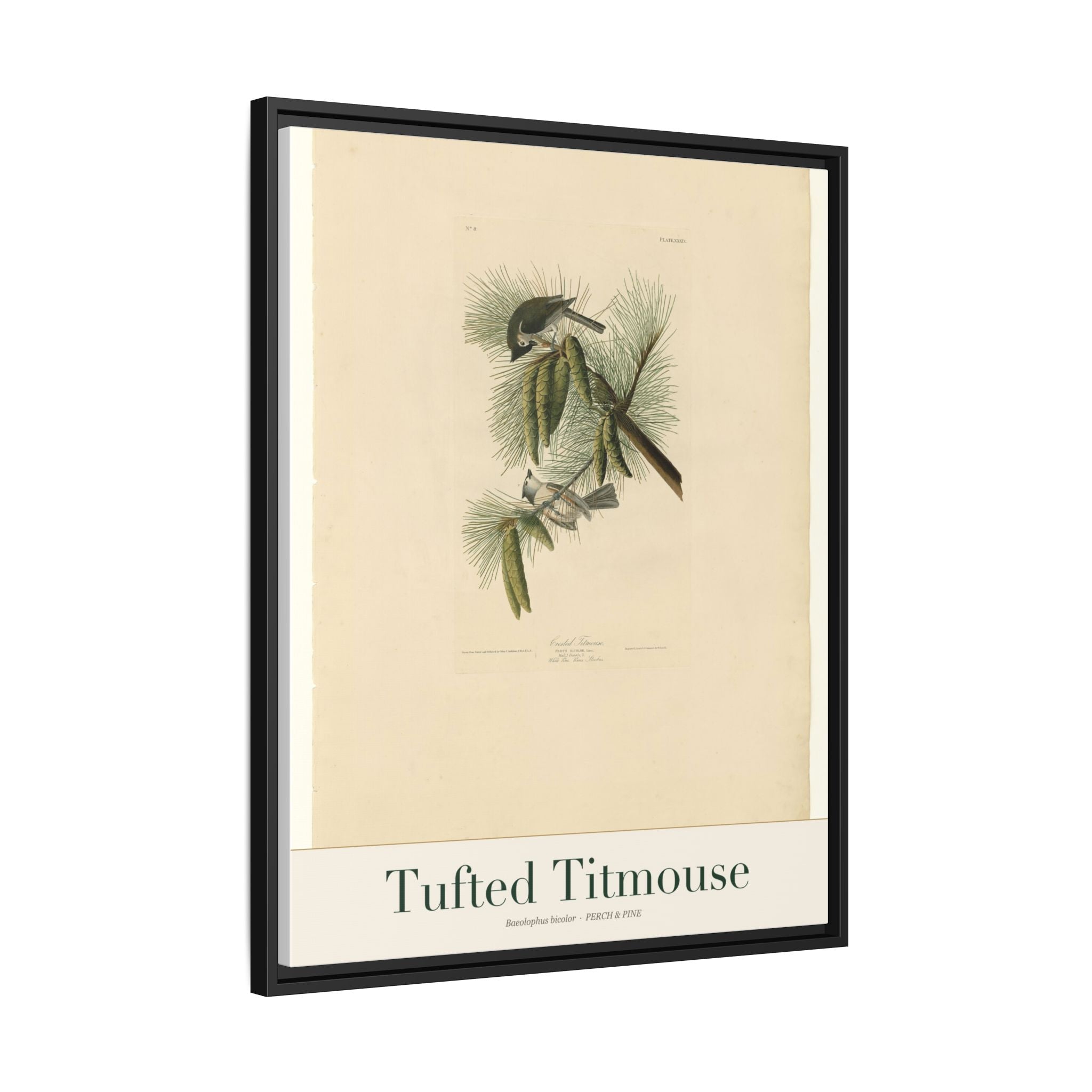 Tufted Titmouse — Framed Canvas Bird Print