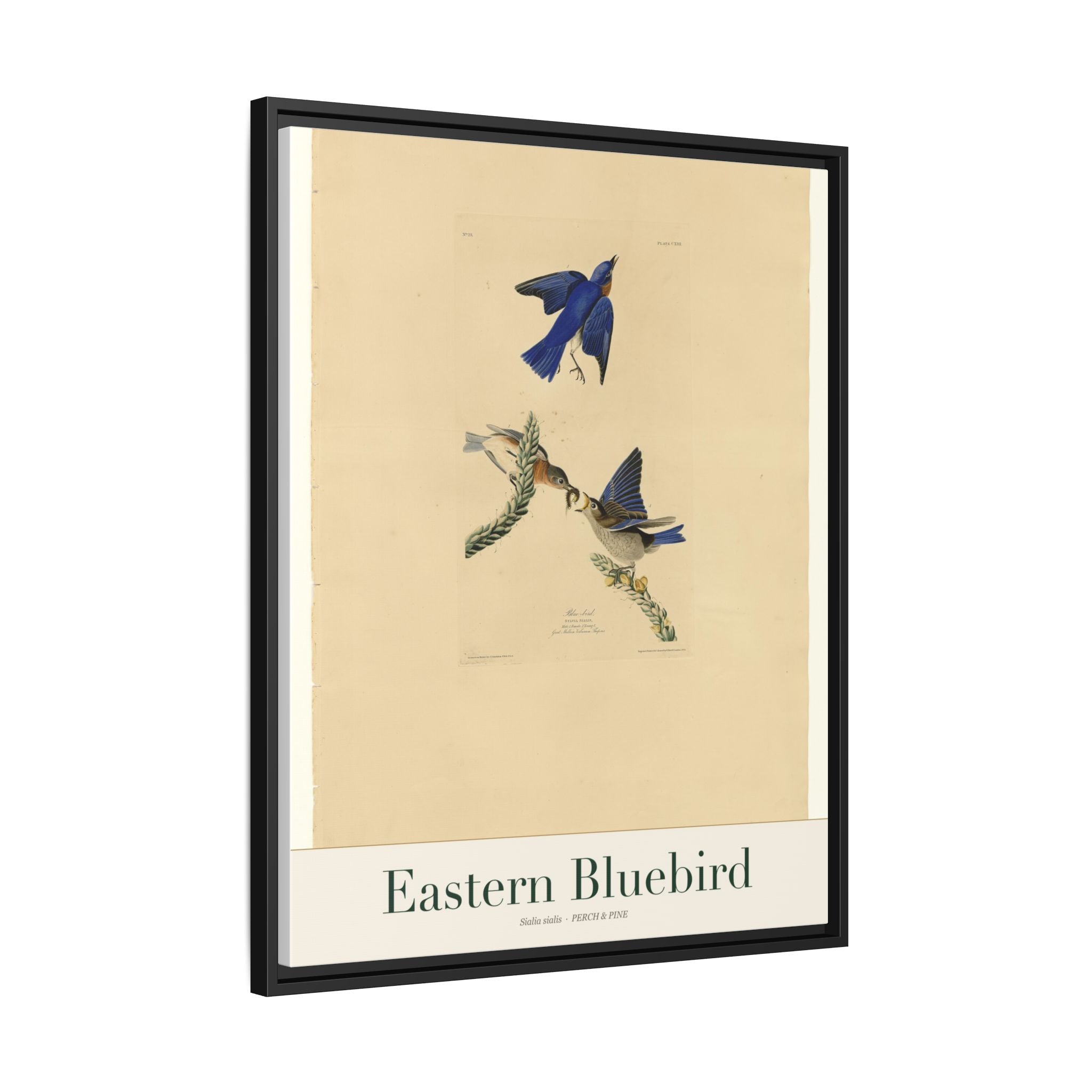 Eastern Bluebird — Framed Canvas Bird Print