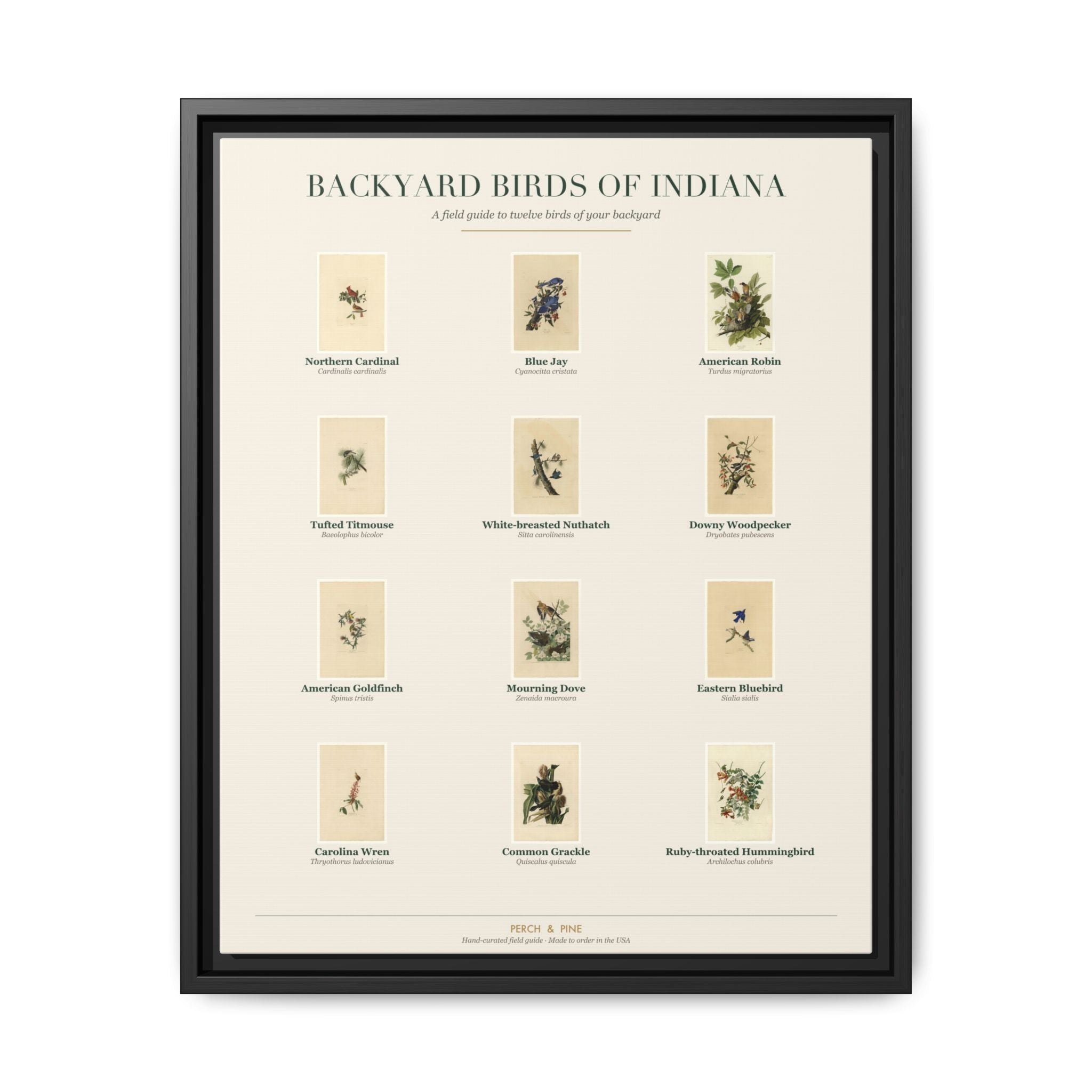 Backyard Birds of Indiana — framed canvas wall art bird identification print | Perch & Pine