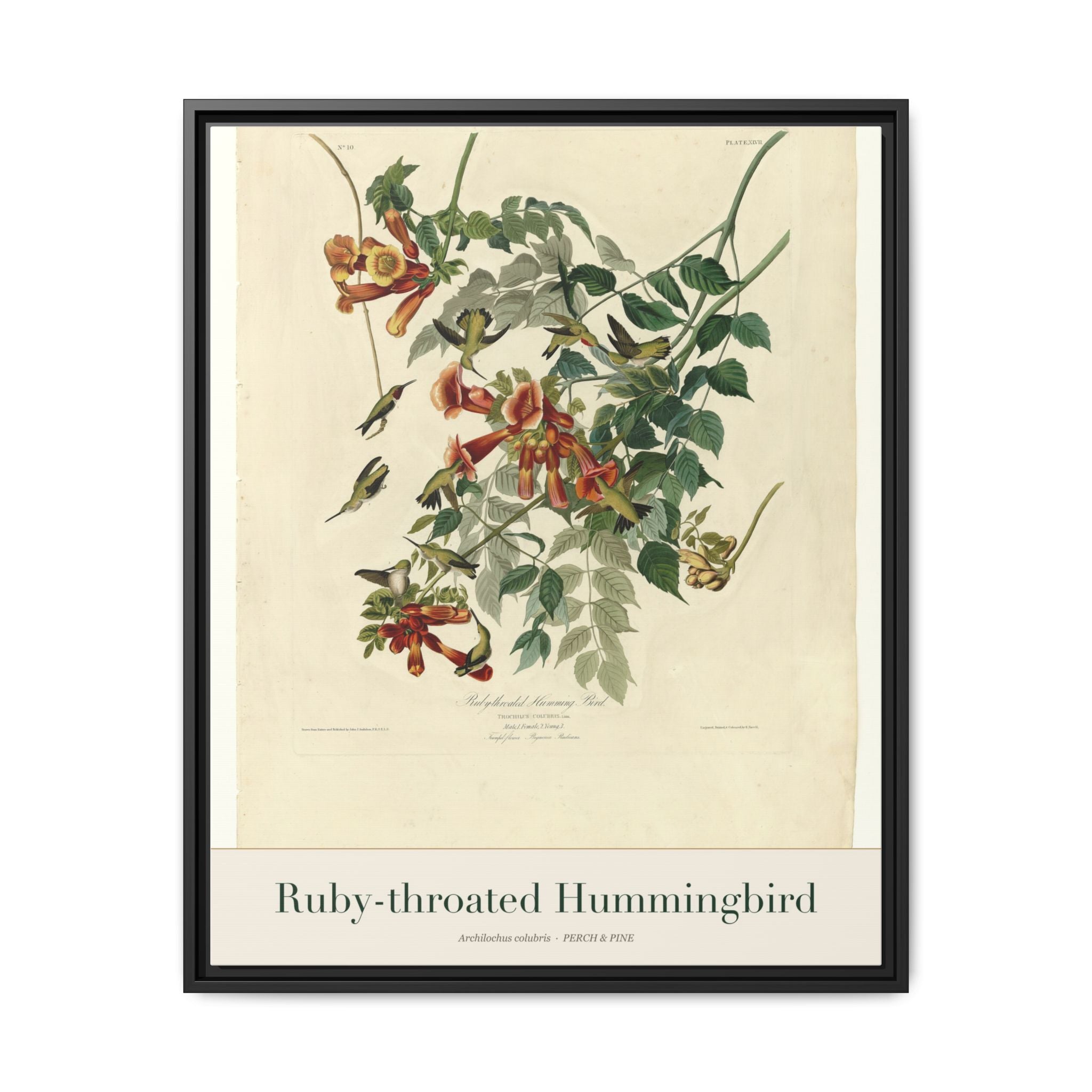 Ruby-throated Hummingbird framed canvas print shown on a wall | Perch & Pine