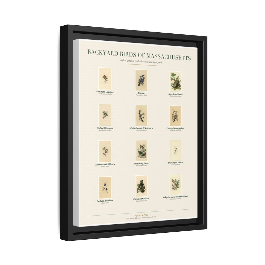 Backyard Birds of Massachusetts — Framed Canvas Bird Identification Print