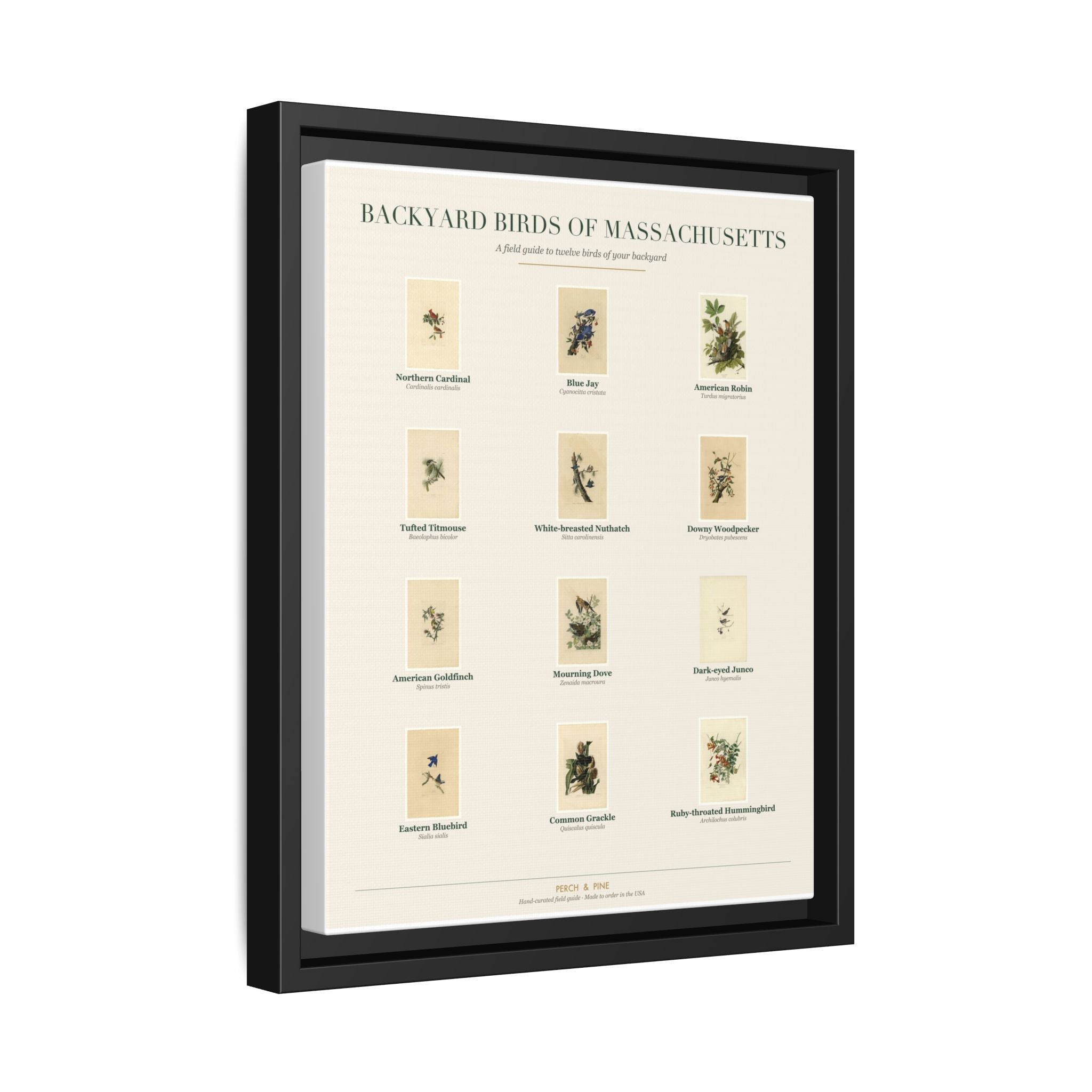 Backyard Birds of Massachusetts — Framed Canvas Bird Identification Print