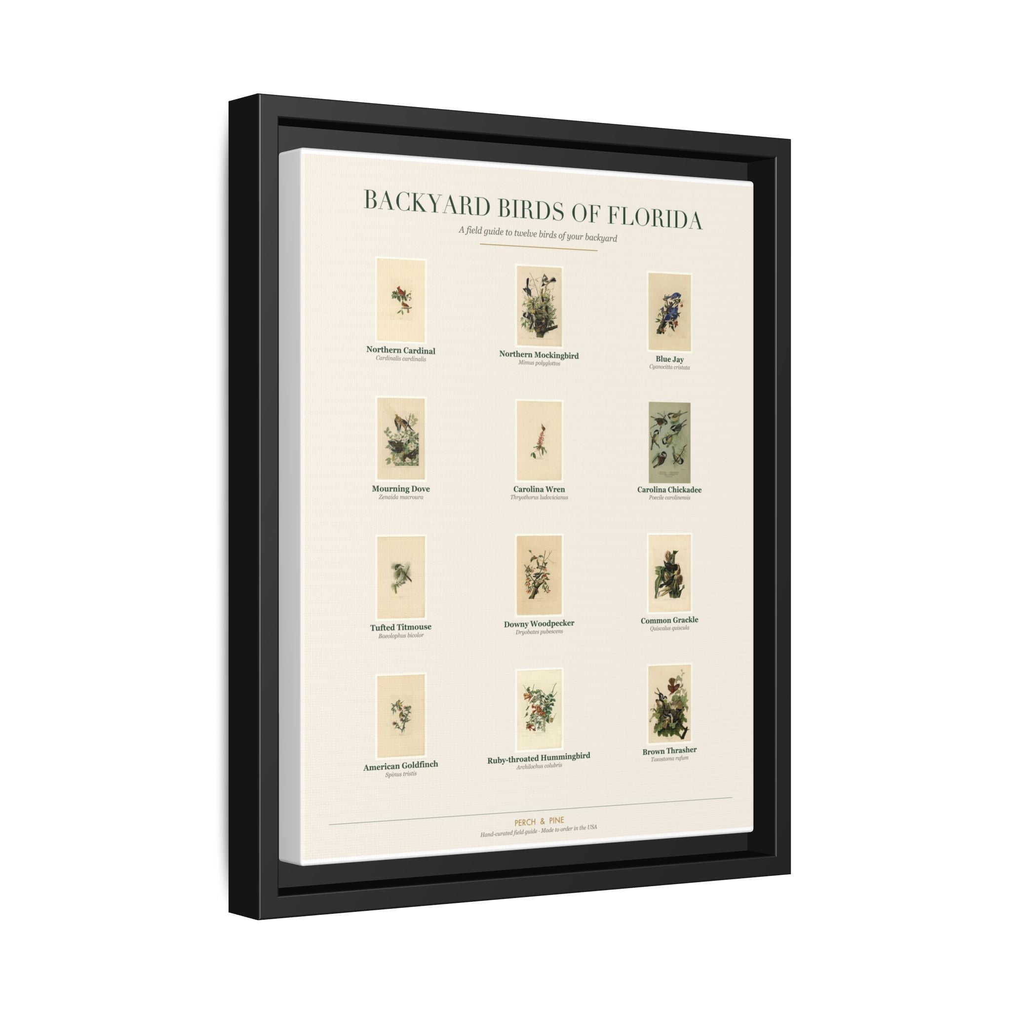 Backyard Birds of Florida Framed Canvas Wall Art Print