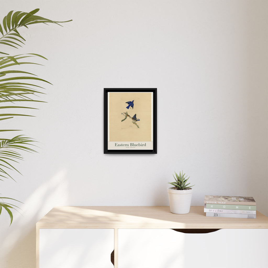 Eastern Bluebird — Framed Canvas Bird Print