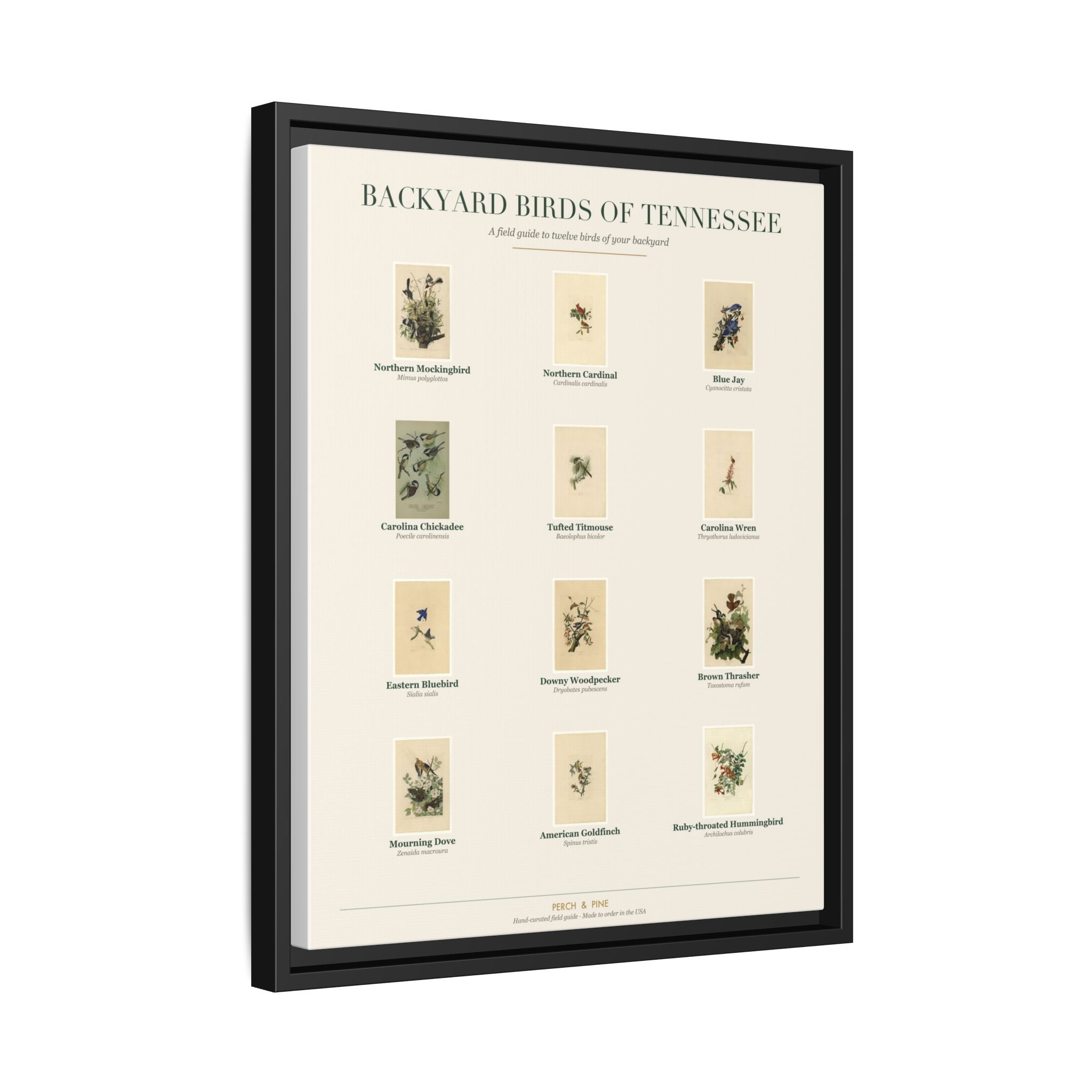 Tennessee backyard birds print, species labeled by name | Perch & Pine