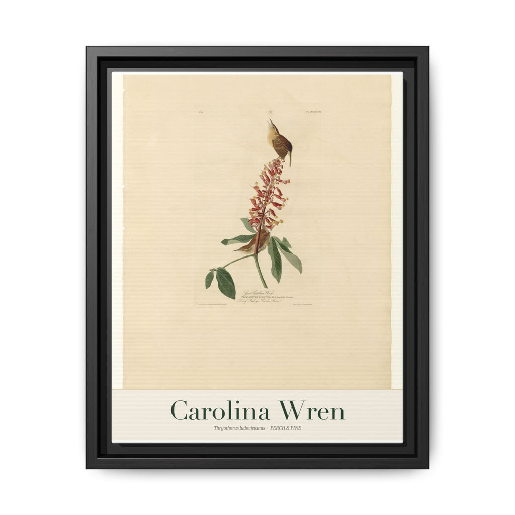 Carolina Wren bird wall art — gallery-wrapped canvas | Perch & Pine