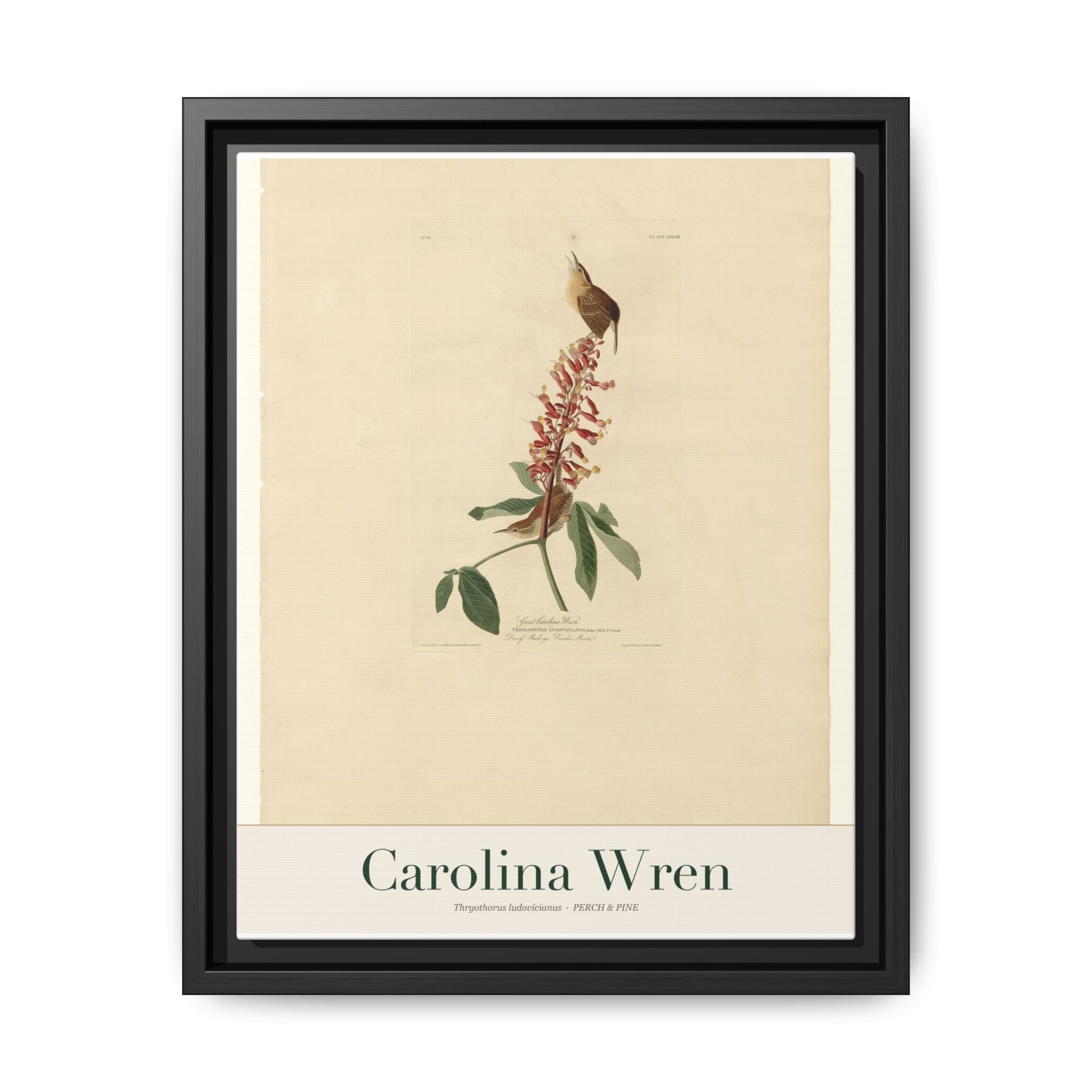 Carolina Wren bird wall art — gallery-wrapped canvas | Perch & Pine