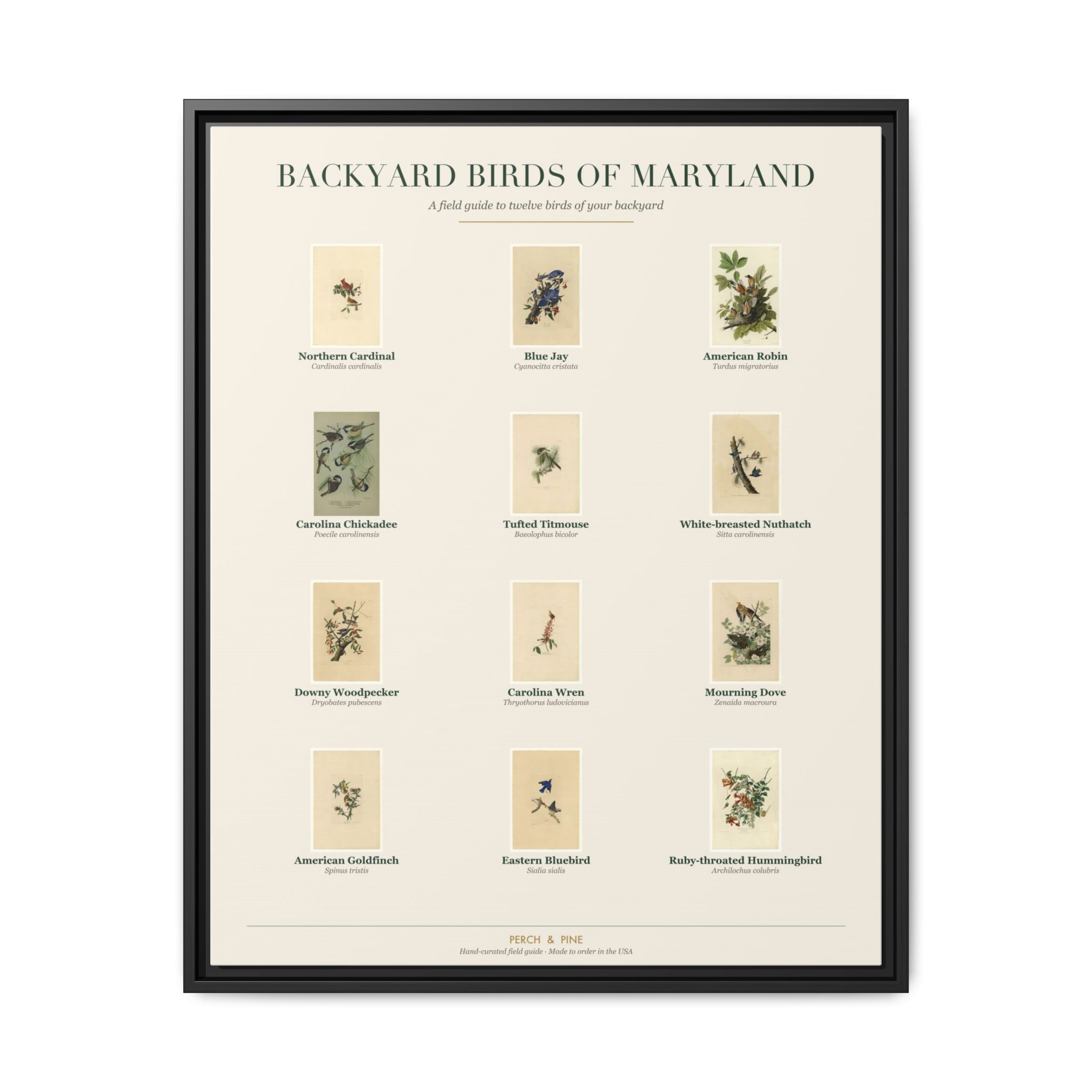 Maryland backyard birds framed canvas shown on a wall | Perch & Pine