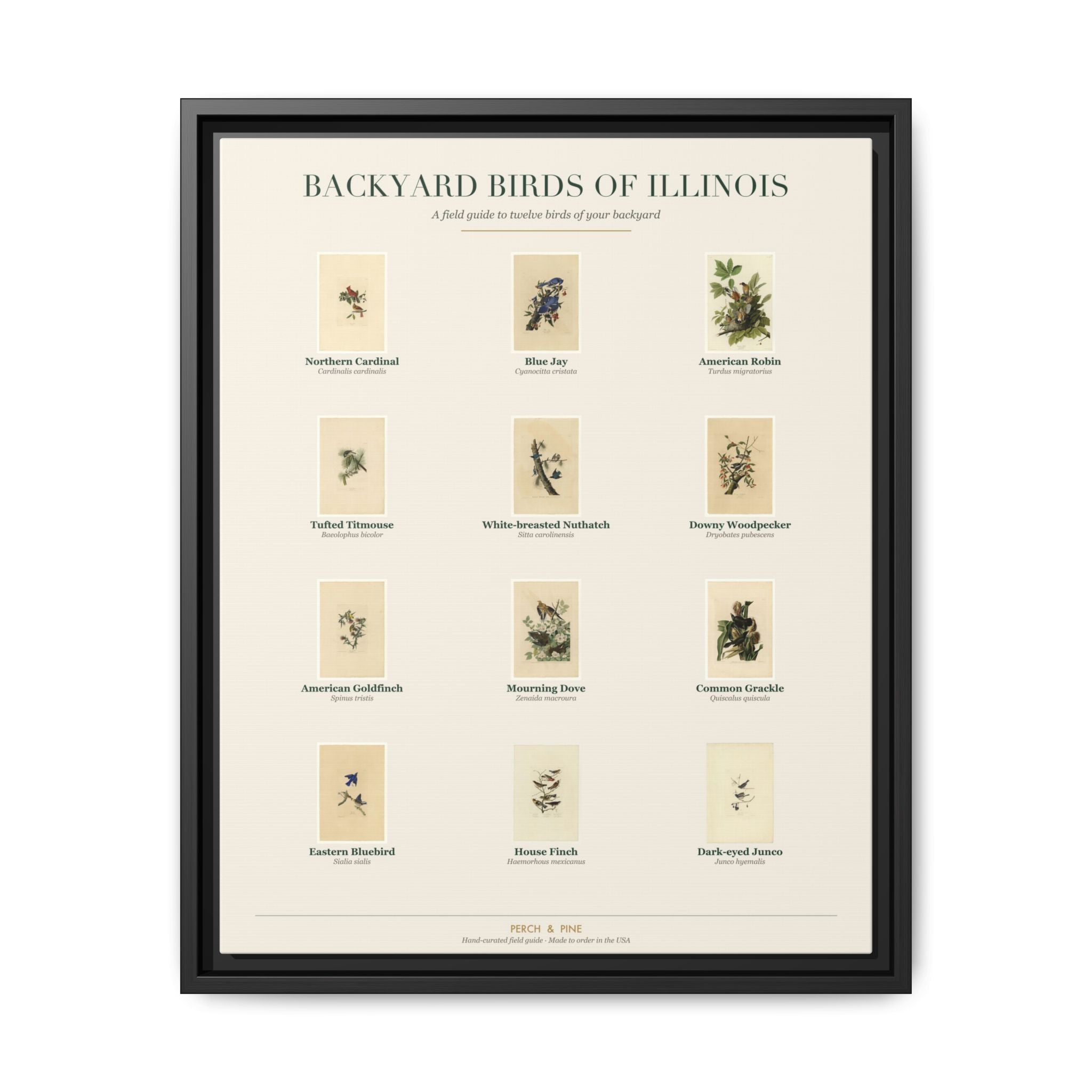 Backyard Birds of Illinois — framed canvas wall art bird identification print | Perch & Pine