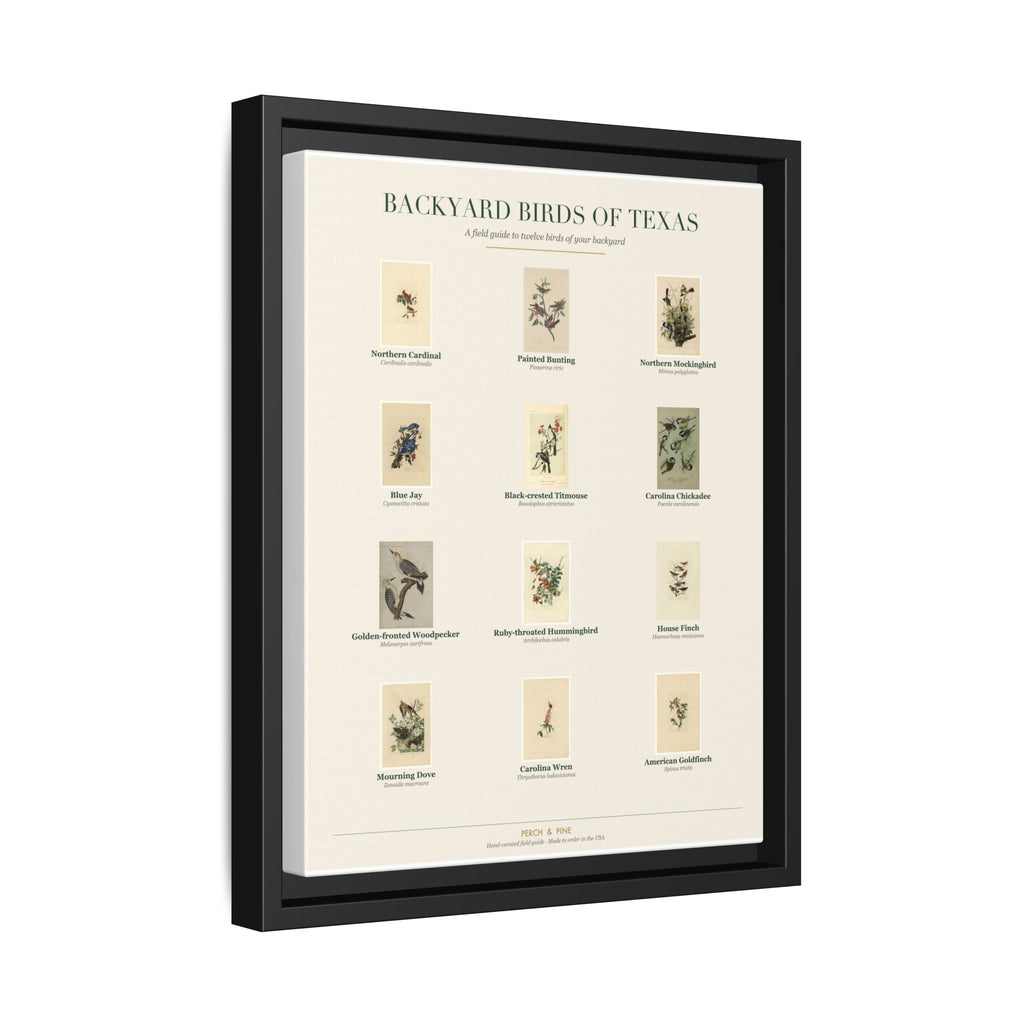 Backyard Birds of Texas — Framed Canvas Bird Identification Print