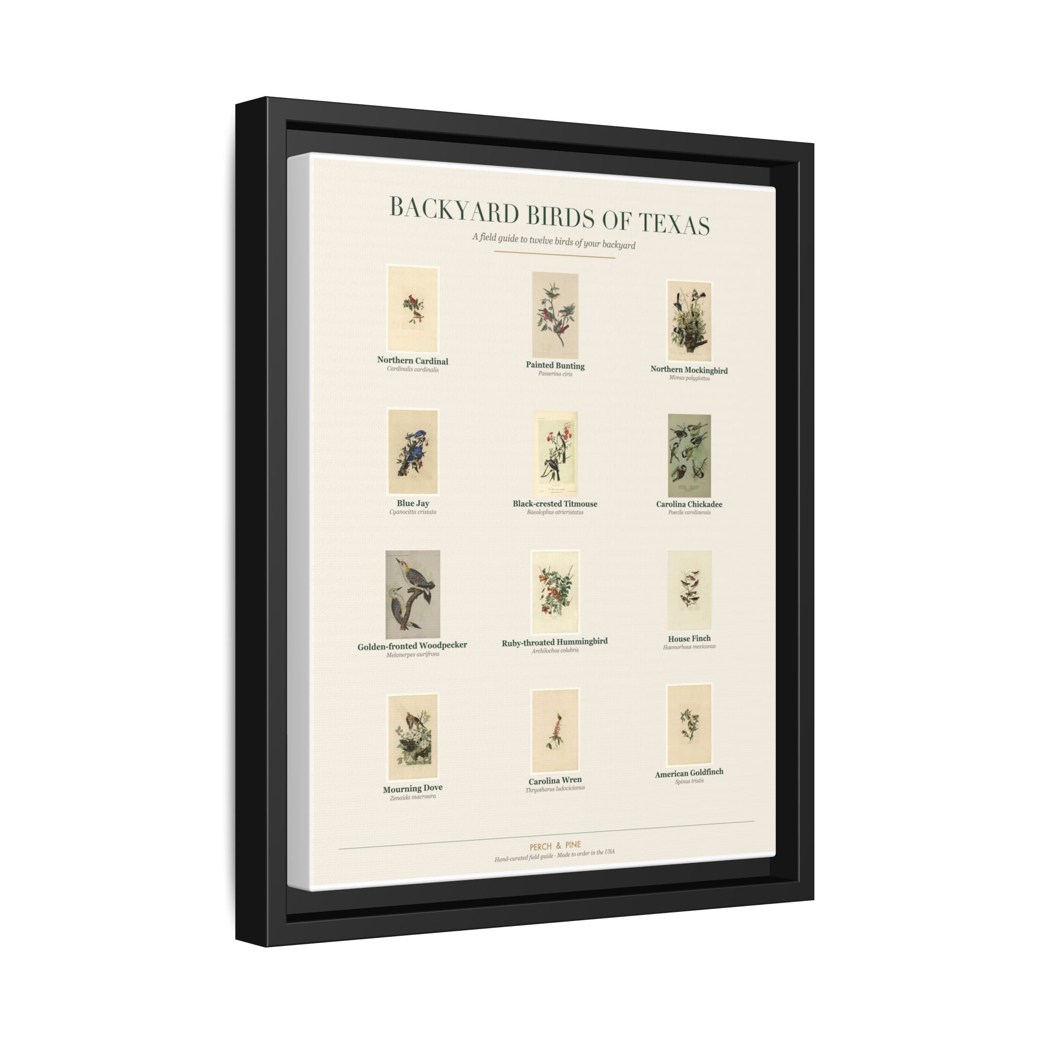 Backyard Birds of Texas — Framed Canvas Bird Identification Print