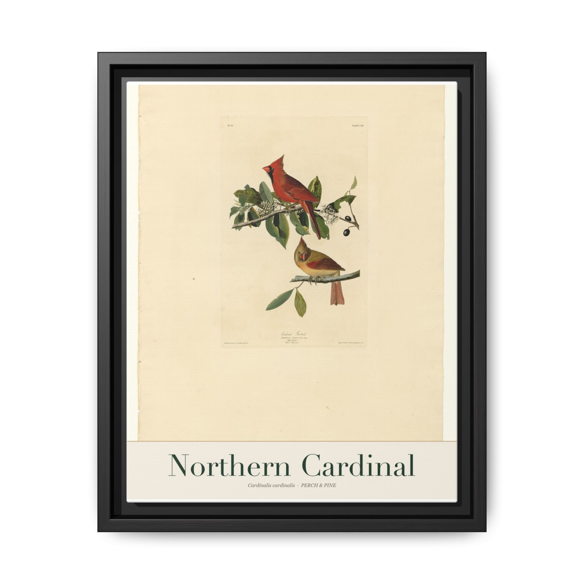 Northern Cardinal bird wall art — gallery-wrapped canvas | Perch & Pine